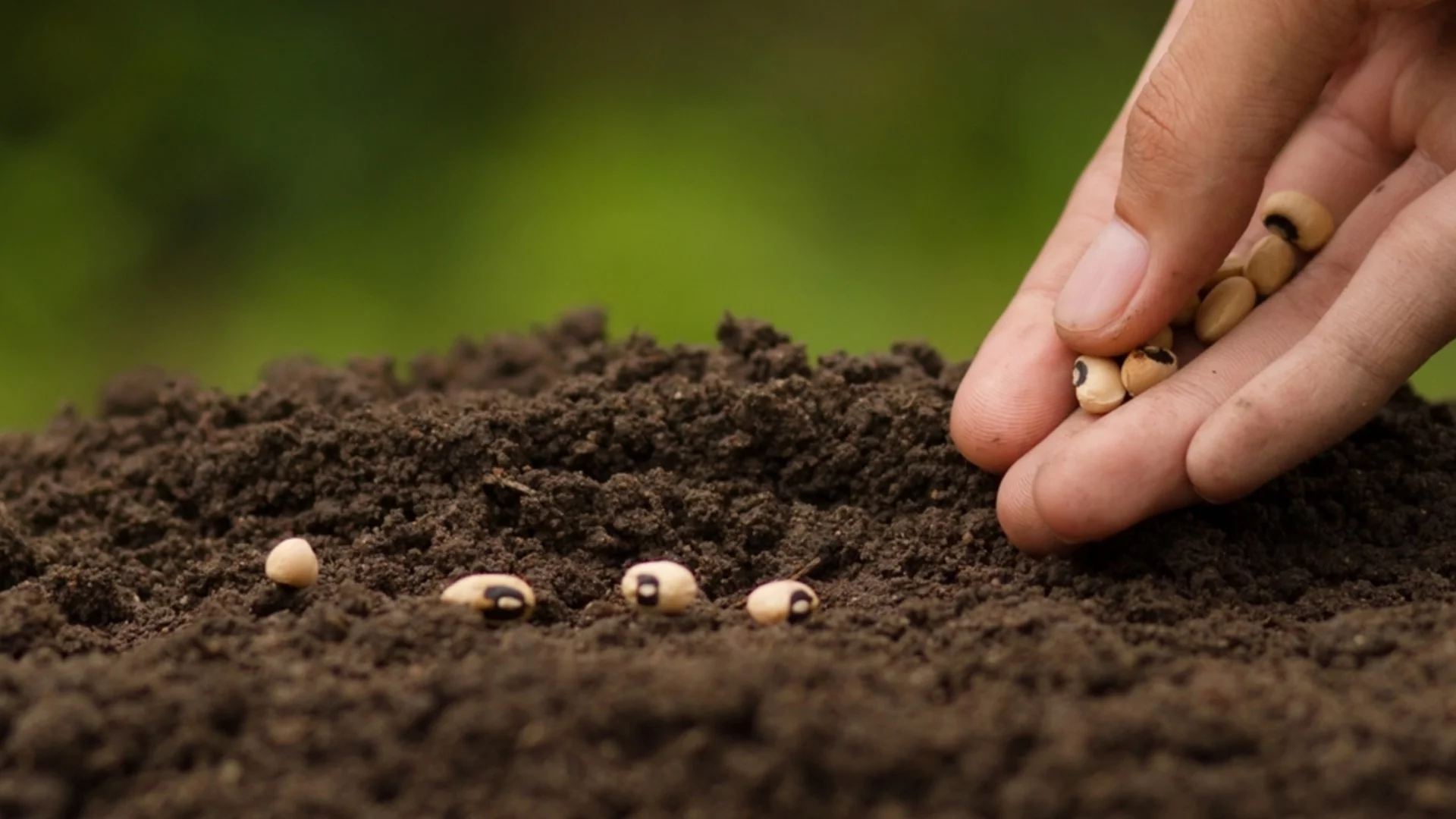 Кога трябва да засадите семената на открито