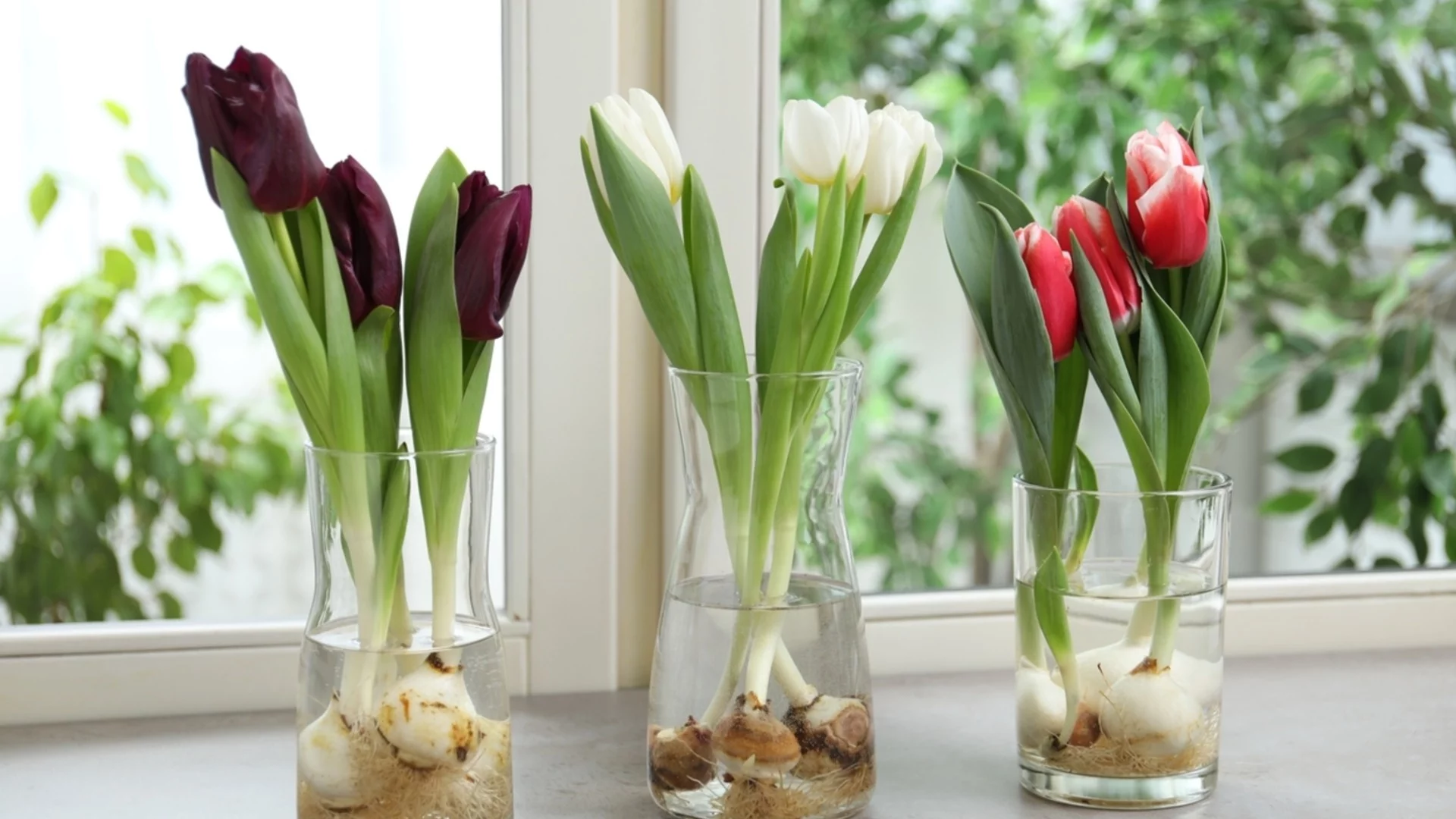 Как да накараме лалетата да цъфтят на закрито само във вода  