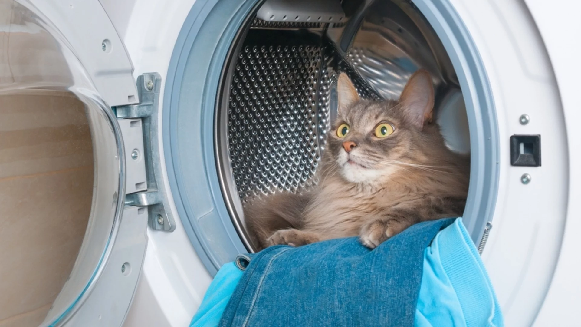 Котка оцеля по чудо, след като остана заключена в пералня (ВИДЕО)