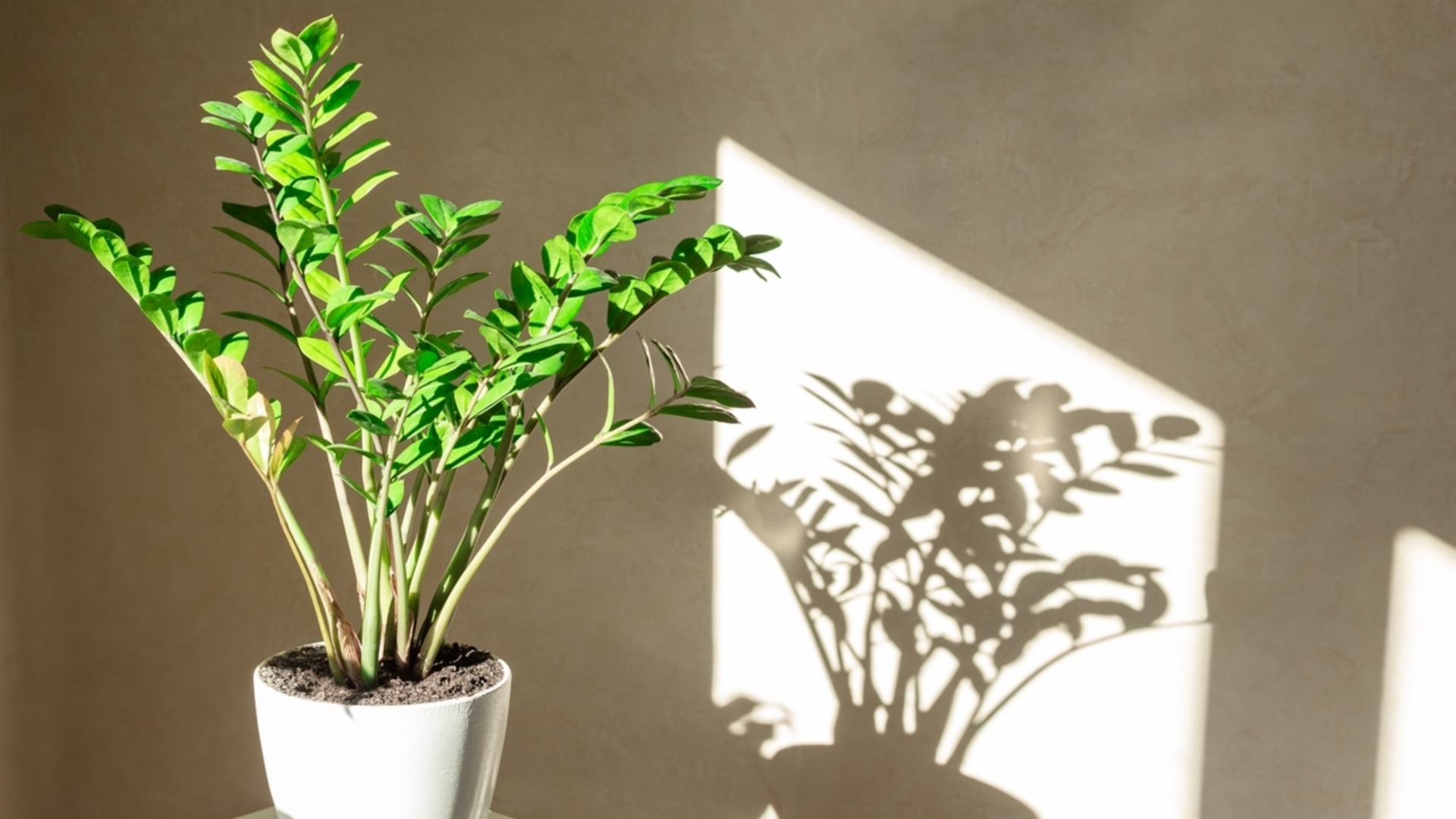 Лесното за отглеждане стайно растение, което вирее под изкуствена светлина