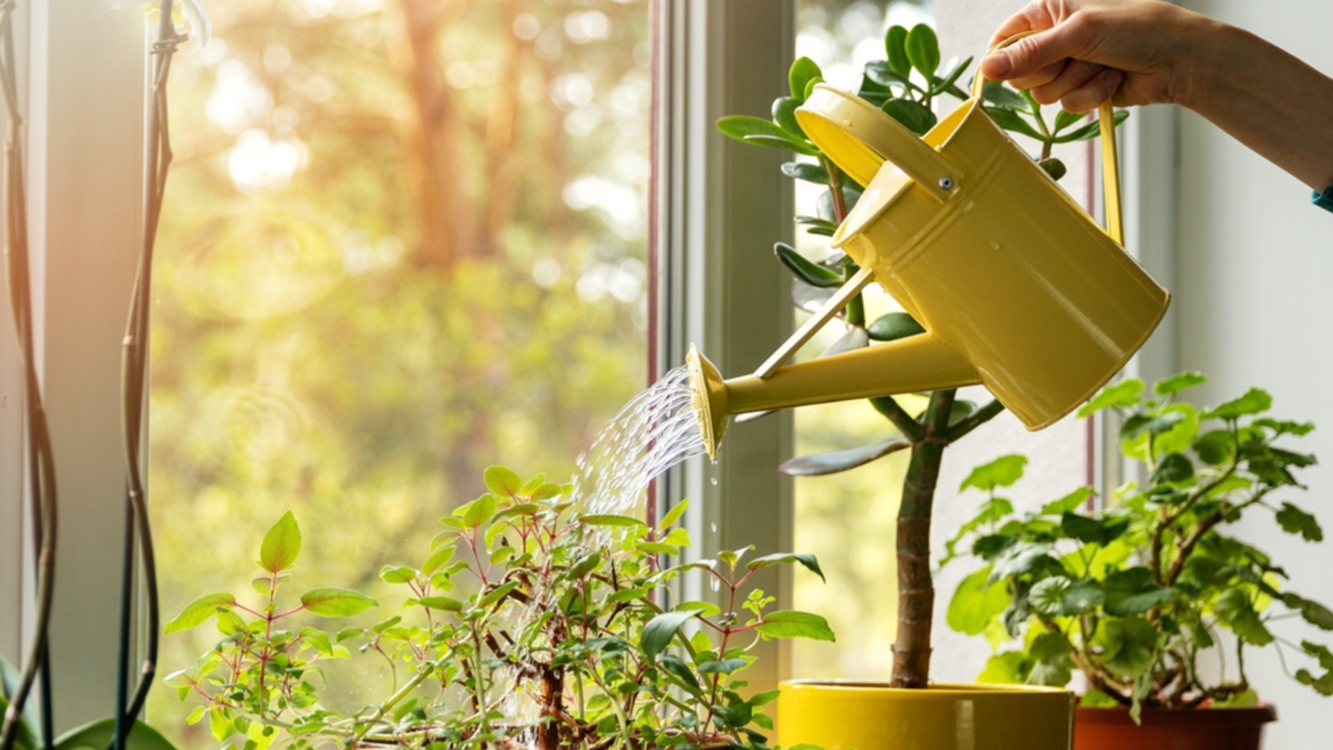 Само така е правилно да наторите растенията с оризова вода