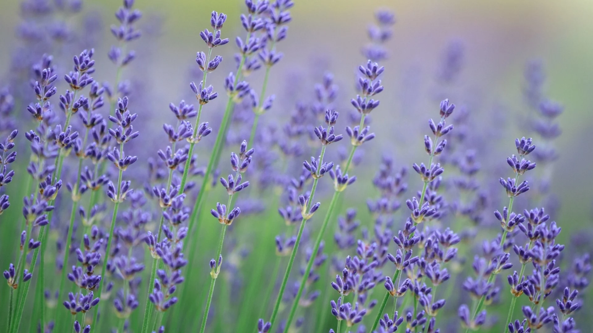 Винаги засаждайте тези билки до лавандулата