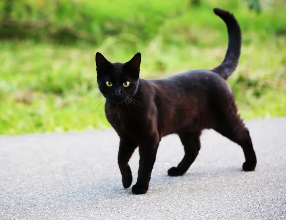 Не носят лош късмет, а заслужават обич: Един различен поглед към черните котки