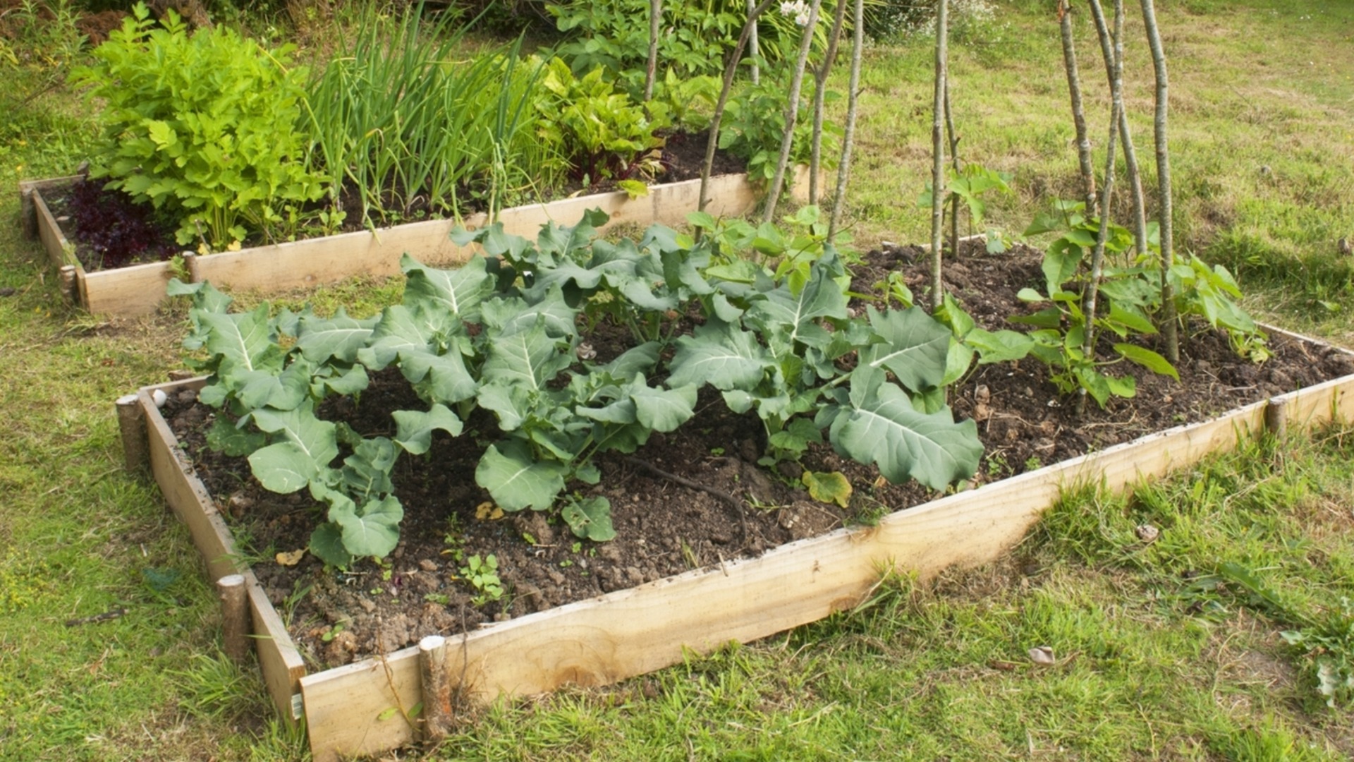 Зеленчуци, които може да отглеждате в повдигнати градински лехи