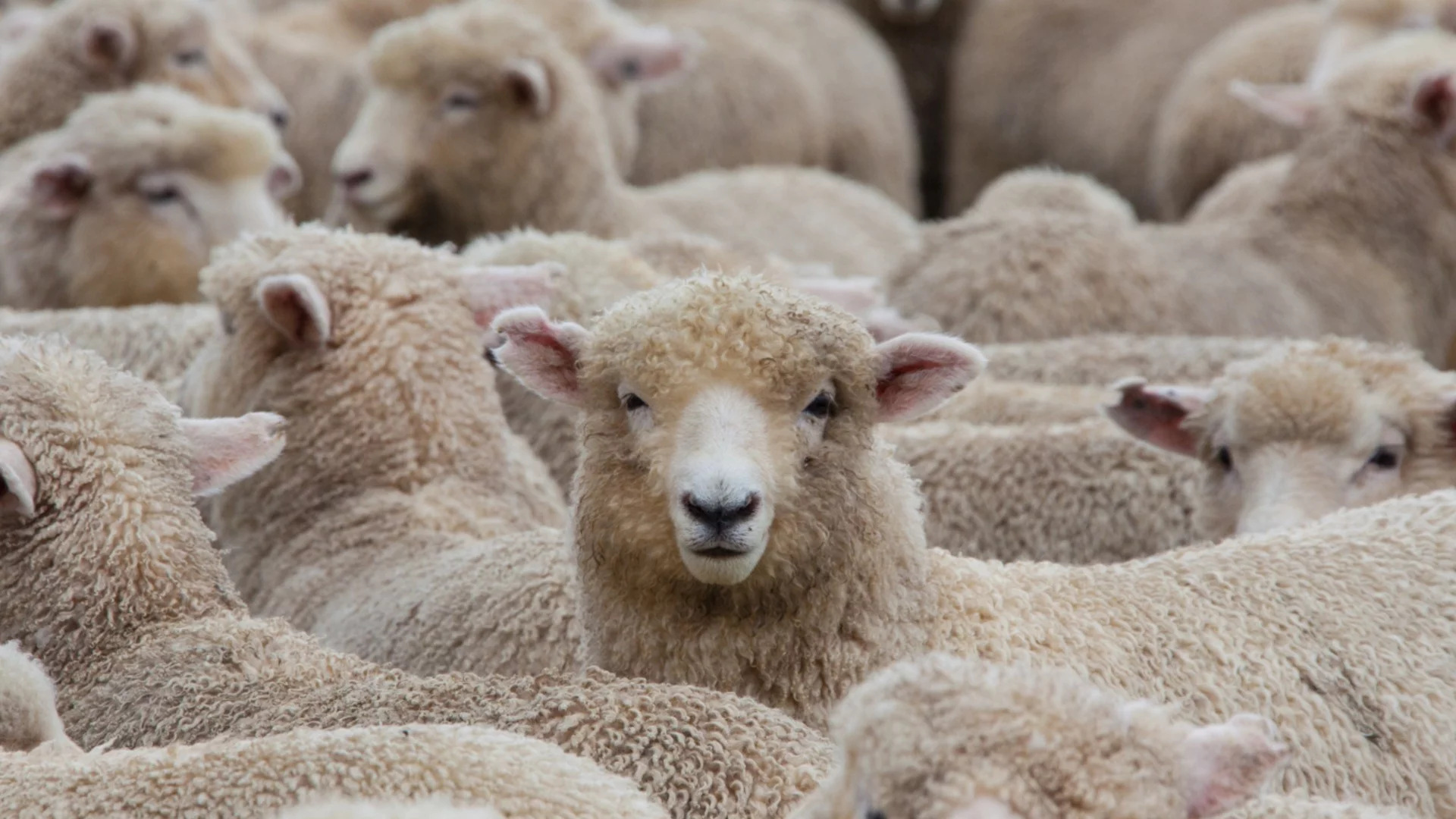 Арестуваха двама овчари в Гърция: Причината ще ви изненада