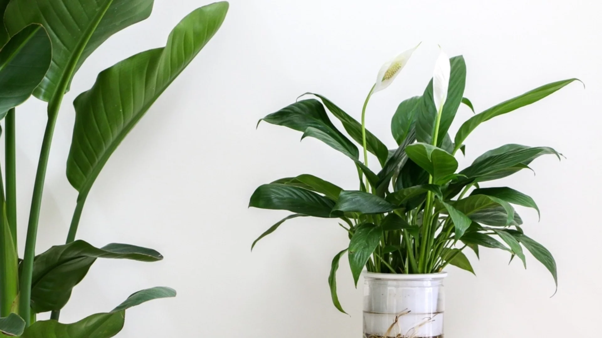 Каква е причината за кафявите връхчета по вашата мирна лилия?