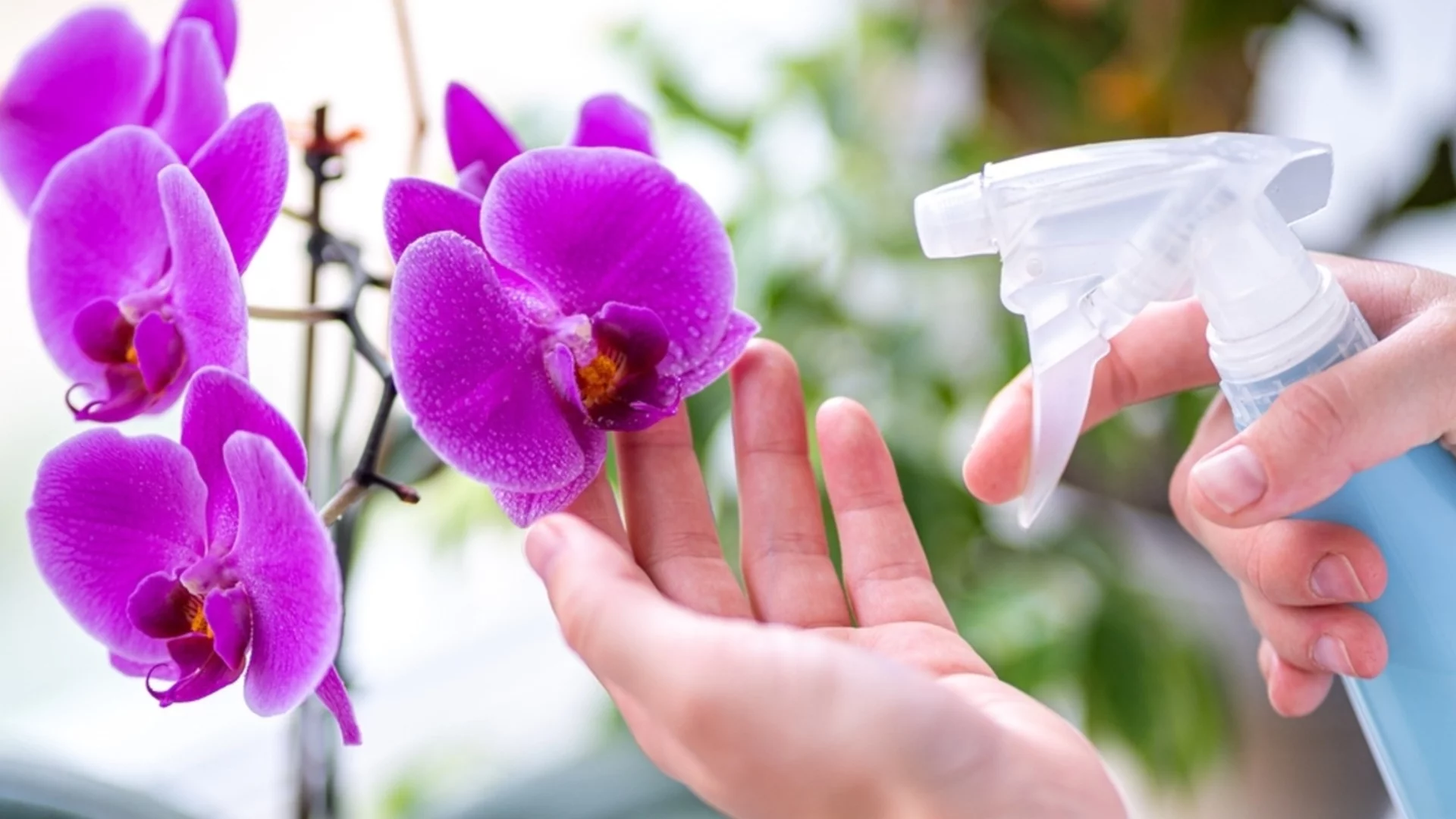 Защо трябва да имате орхидея у дома?