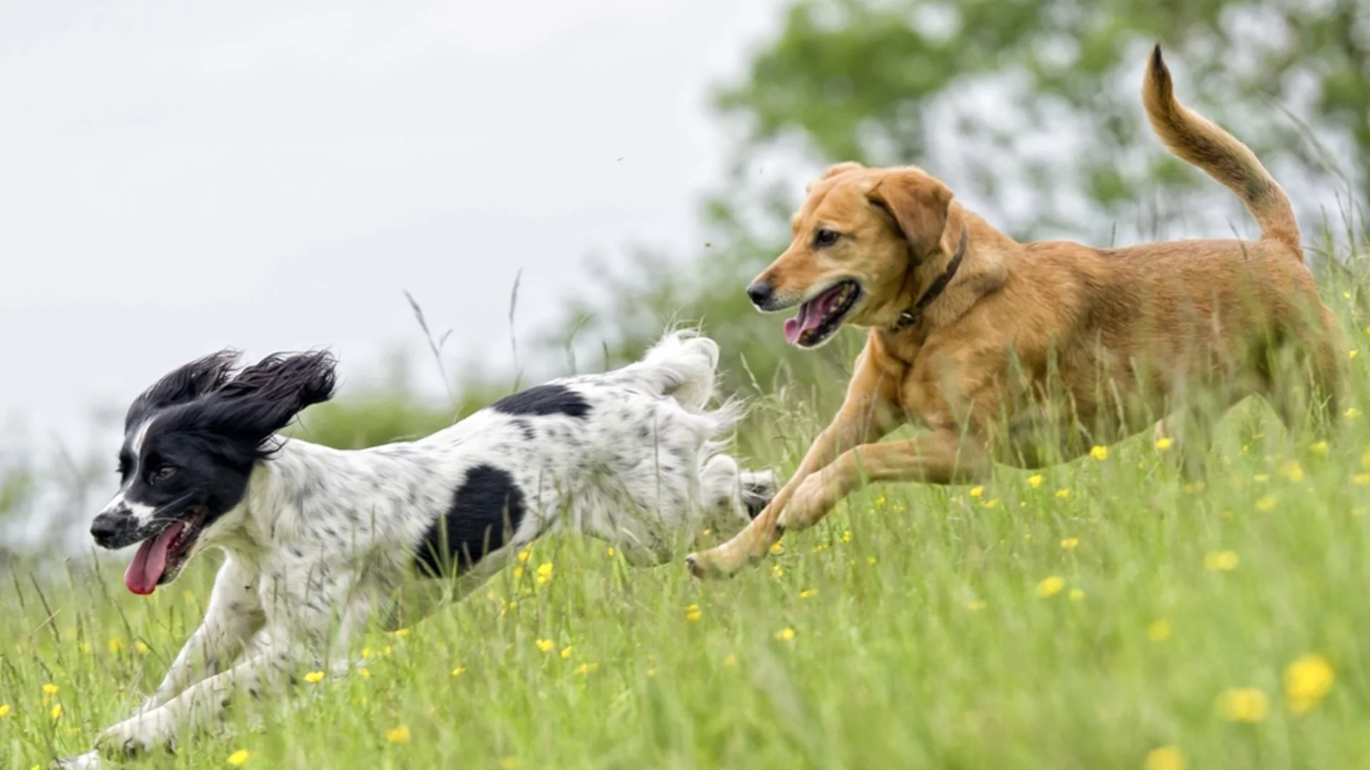 Вижте как мъж бяга от глутница бездомни кучета в Скопие (ВИДЕО)