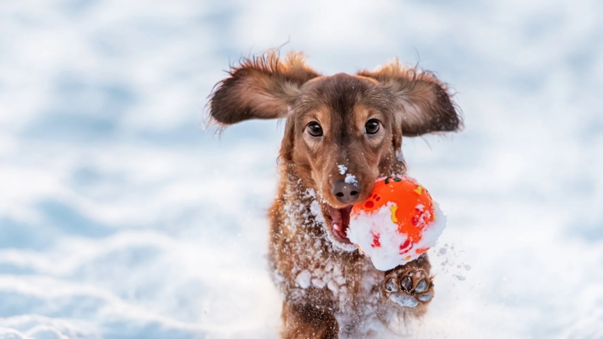 Предстои застудяване. Времето до края на февруари 2026 г. (ГРАФИКА)
