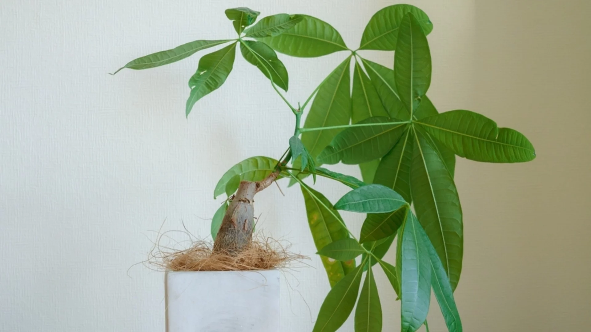 Често срещани грешки при резитбата на паричното дърво  