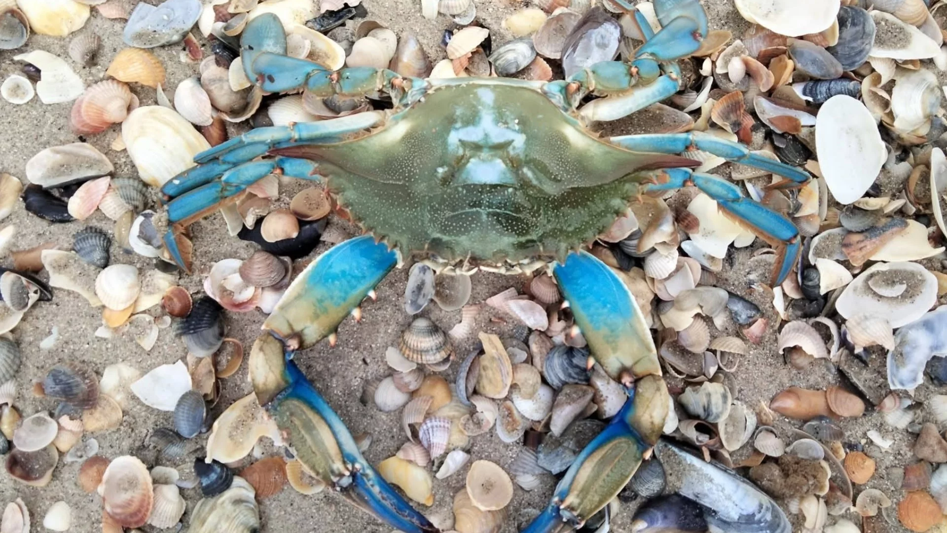 За пръв път в Черно море откриха син рак от атлантическото крайбрежие на Америка (СНИМКИ)