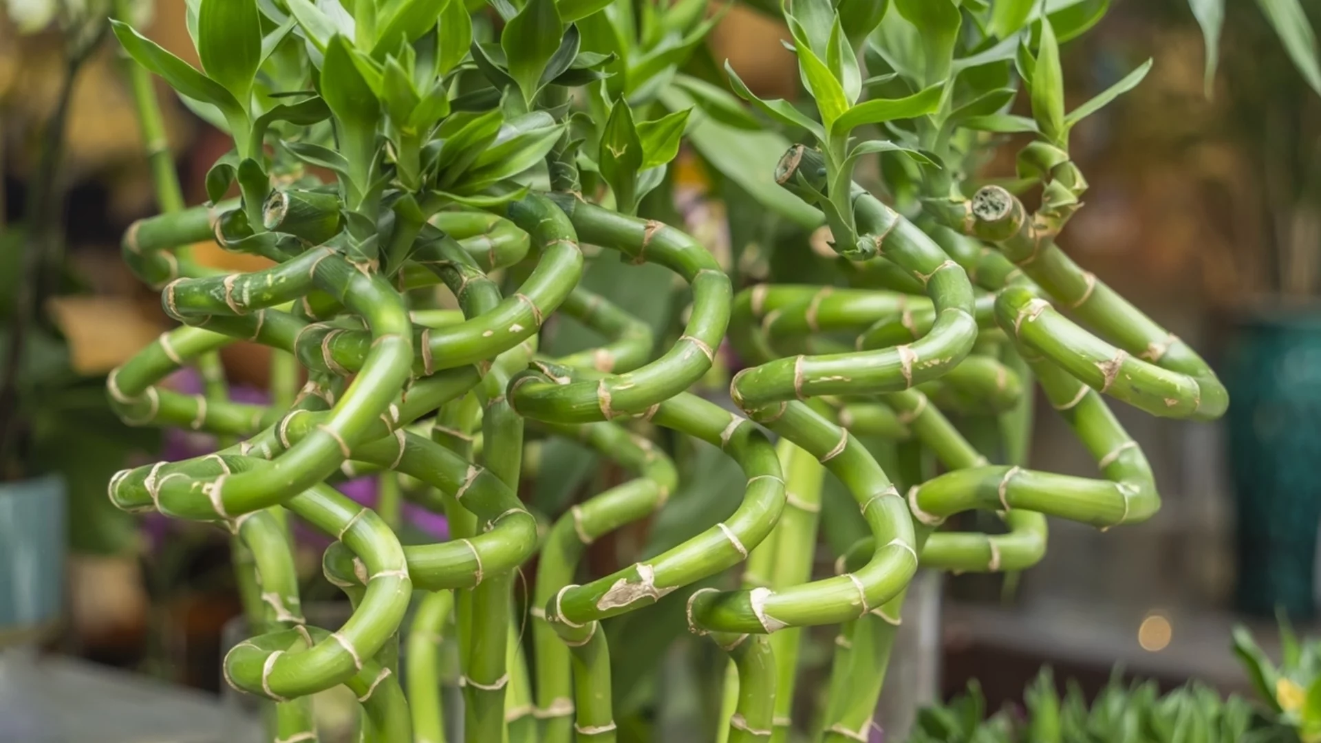 Как да размножите бамбук на щастието в почва и вода