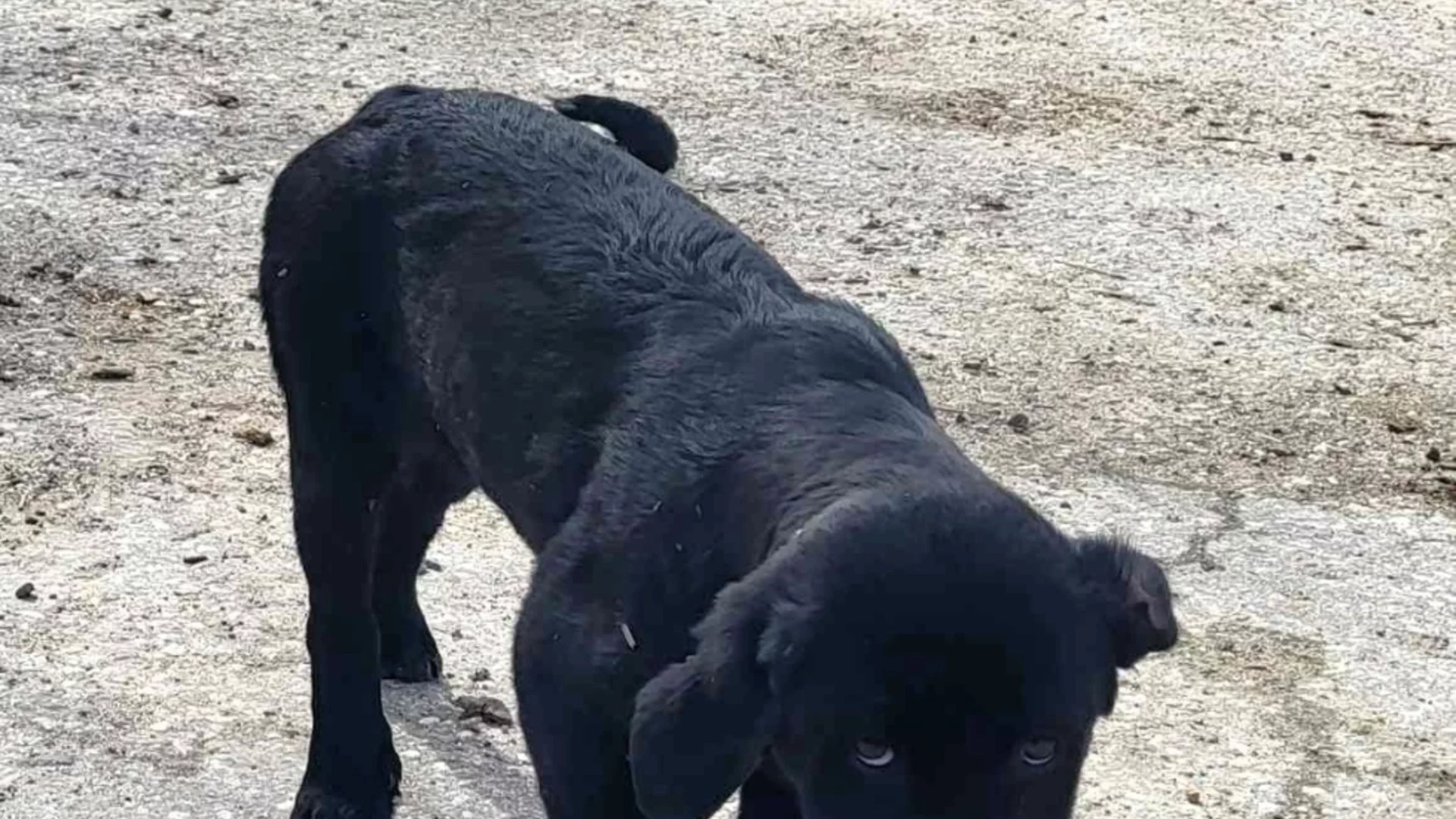 Възможност за „зоодоброволците“ в Асеновград