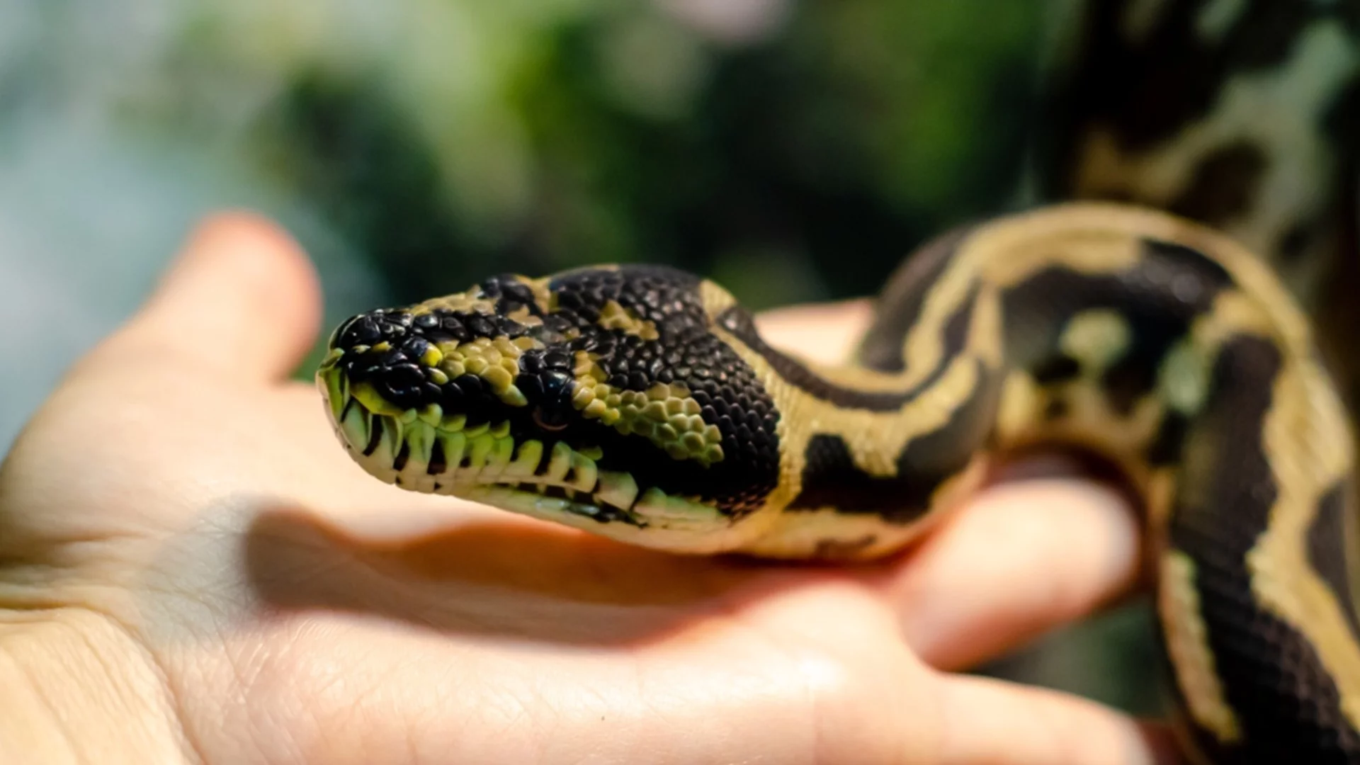 Учени откриха защо гигантските питони са изчезали от Тайван