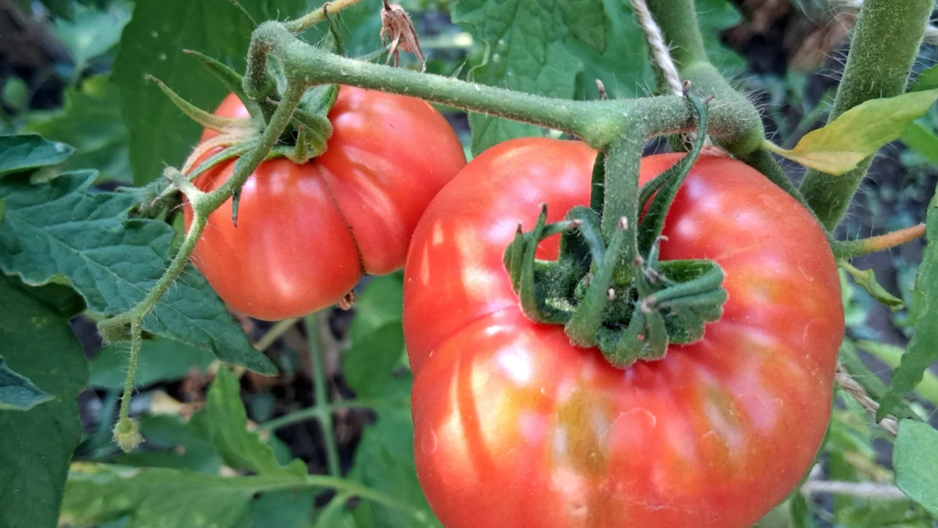 НЕ засаждайте тези растения до доматите - ще съсипят реколтата им