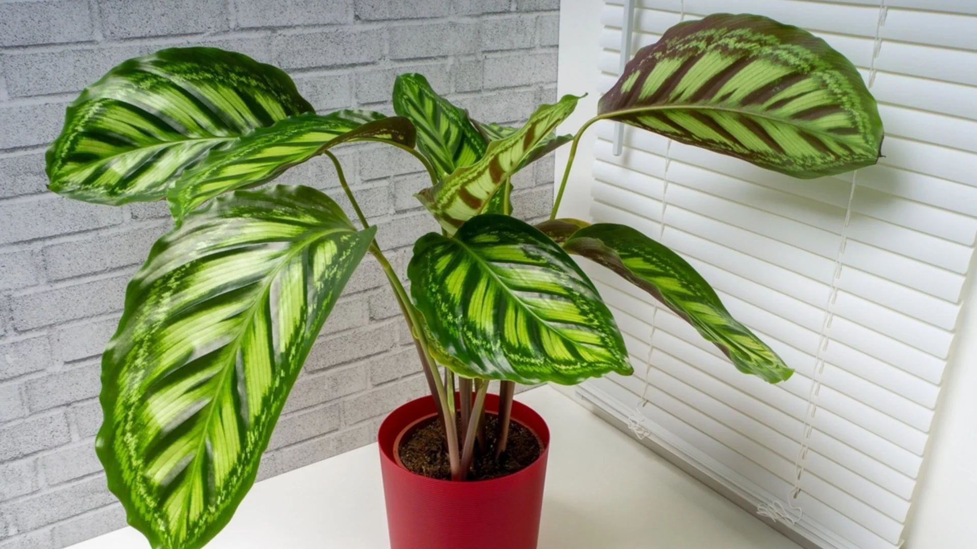 Трикове за отглеждане на по-гъста калатея