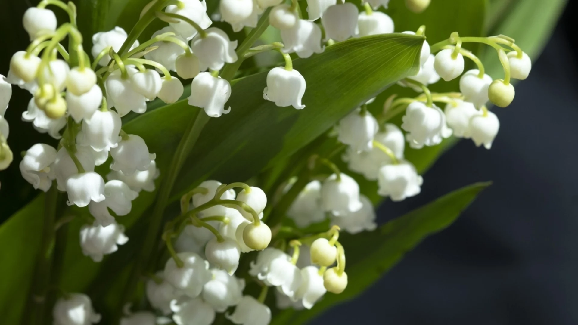 Как да отглеждате момина сълза?