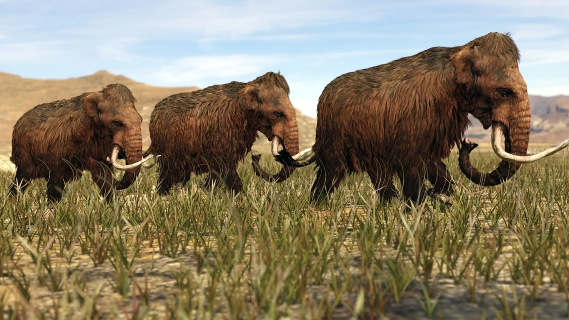 Учени разкриха какъв е бил животът на последните мамути - не са унищожени от хората
