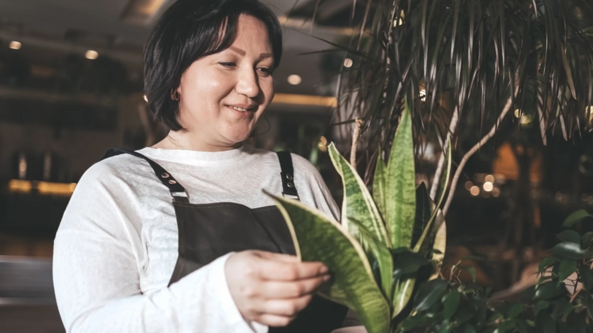 4 трика за използване на мляко за бърз растеж на змийски растения