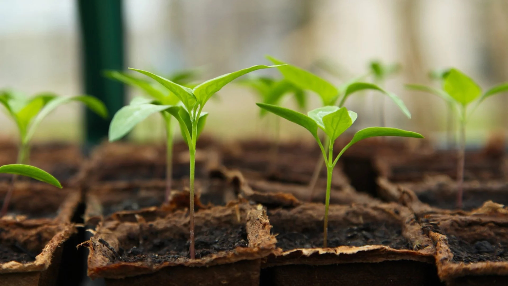 6 прости начина да си гарантирате здрав разсад – без загуби и разочарования