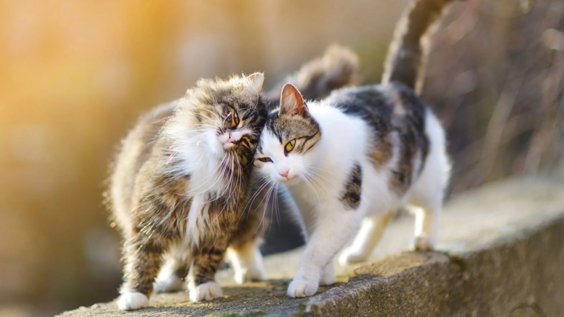 Денят на котката: Празник на мъркащите ни приятели