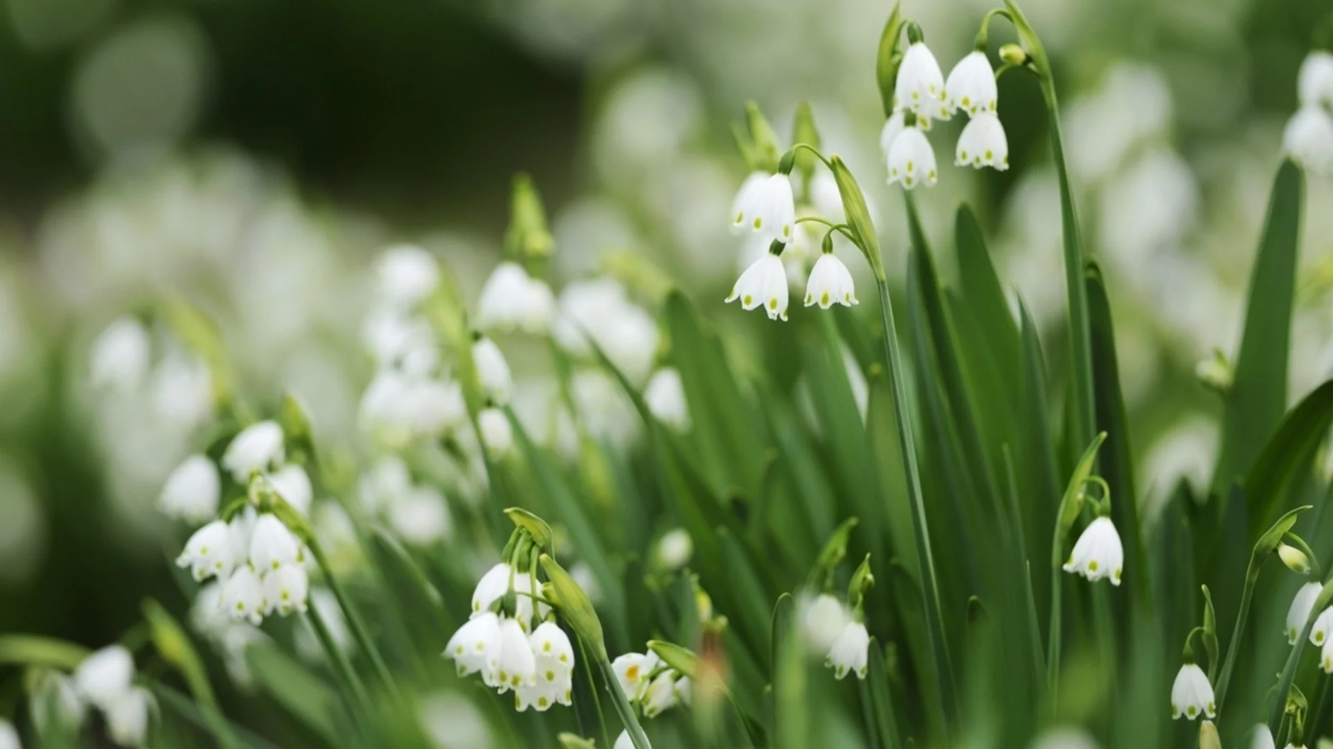 3 популярни многогодишни растения, които причиняват проблеми в градината