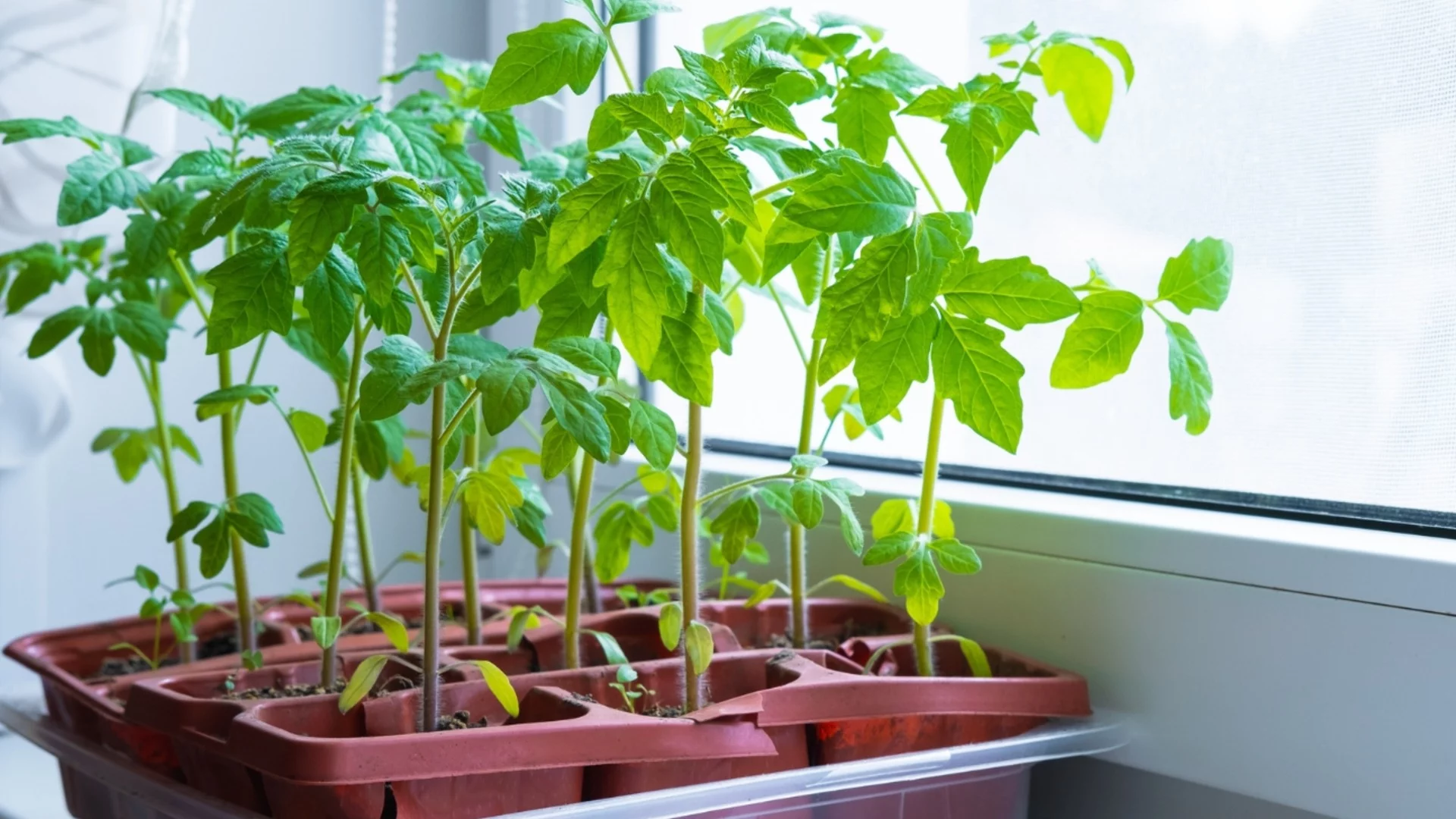 Как да отгледате здрав и силен разсад от домати на перваза на прозореца