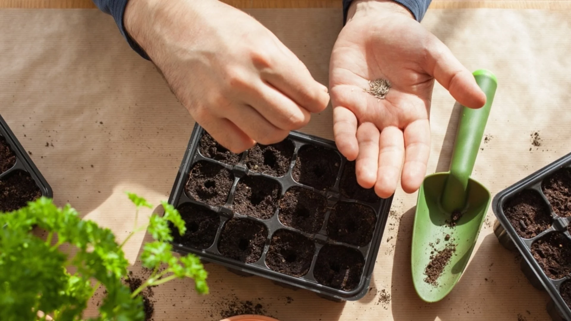 7 трика, с които вашите семена ще покълнат два пъти по-бързо тази пролет