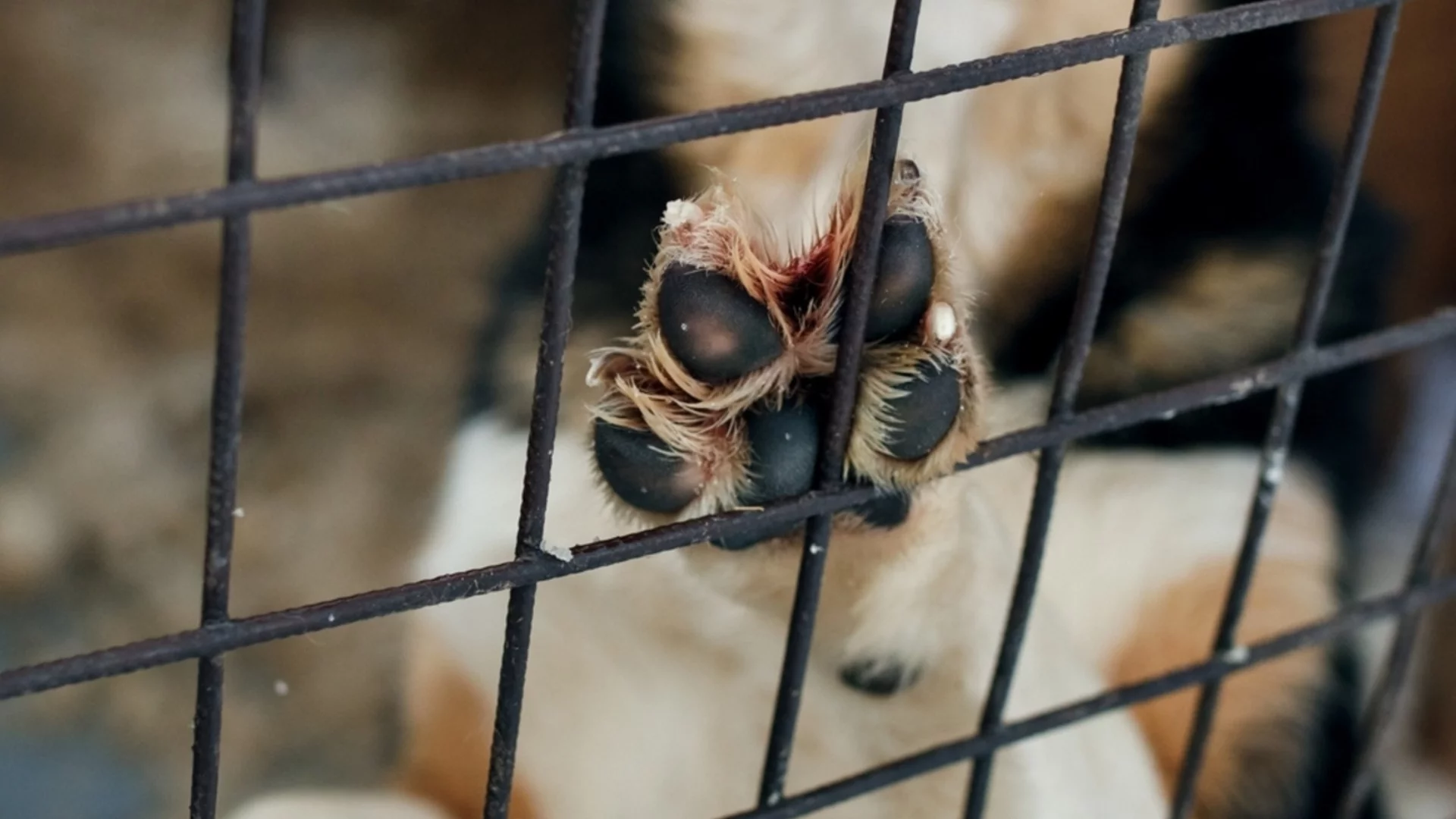 Невиждана жестокост: Куче се мъчи с полуотрязана лапа и порезни рани