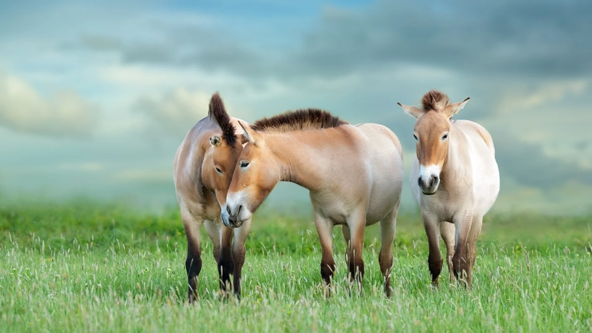 Чернобилската забранена зона се превръща в убежище на дивата природа