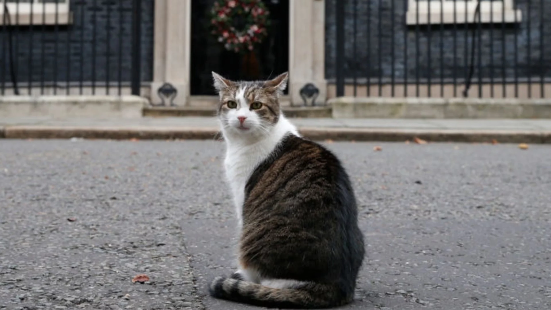 15 години стабилност на четири лапи: Лари - най-постоянната фигура в британската политика