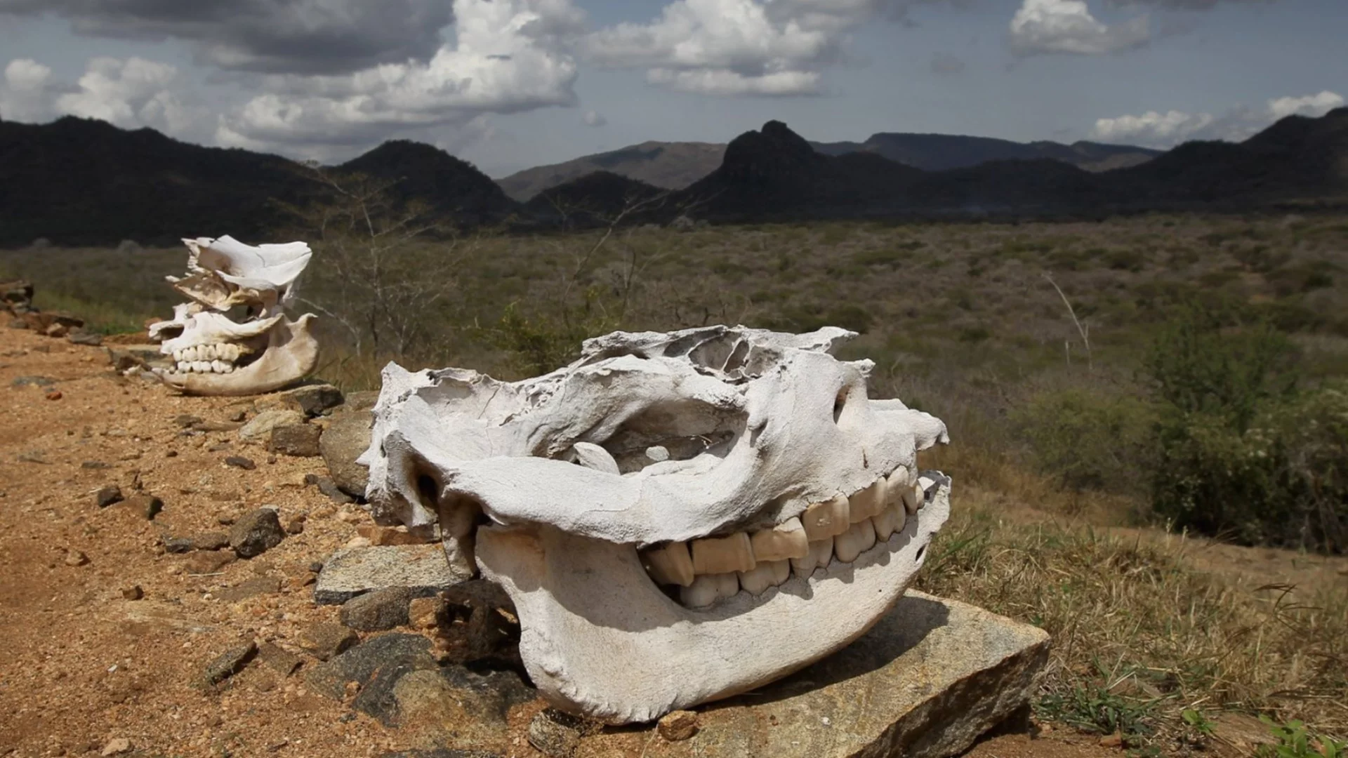 Шестото масово измиране на дивата природа се ускорява - то е по-бързо дори от изчезването на динозаврите