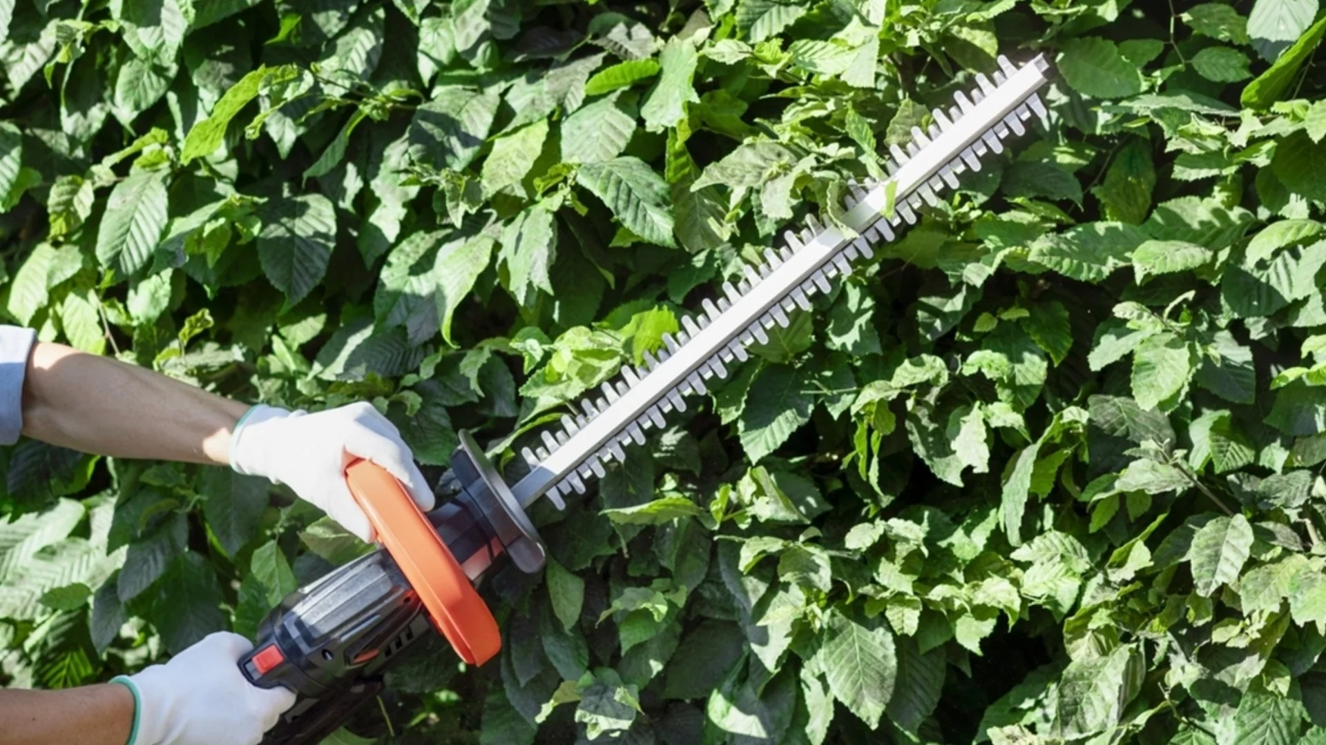 Малкото дърво за жив плет, което да подрежете през февруари