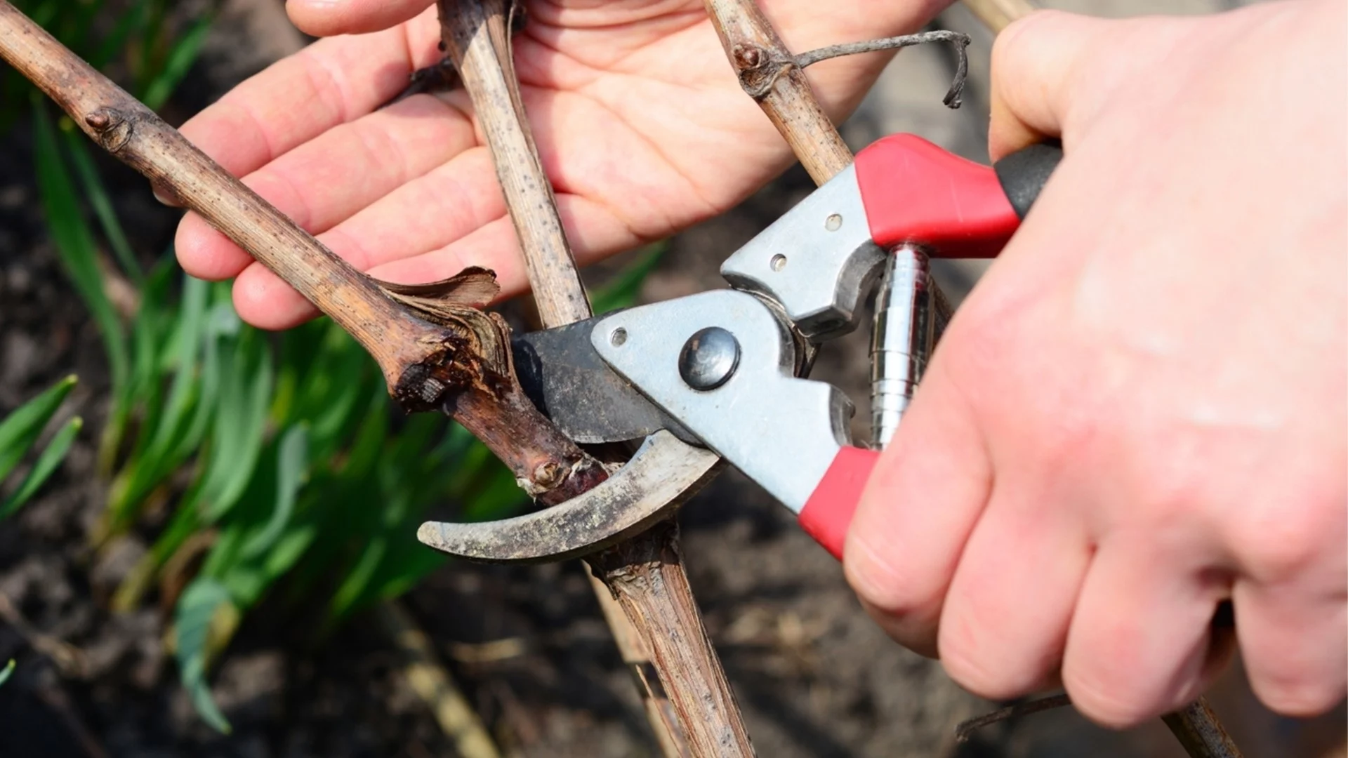 Пролетно цъфтящи растения, които виреят от февруарска резитба  