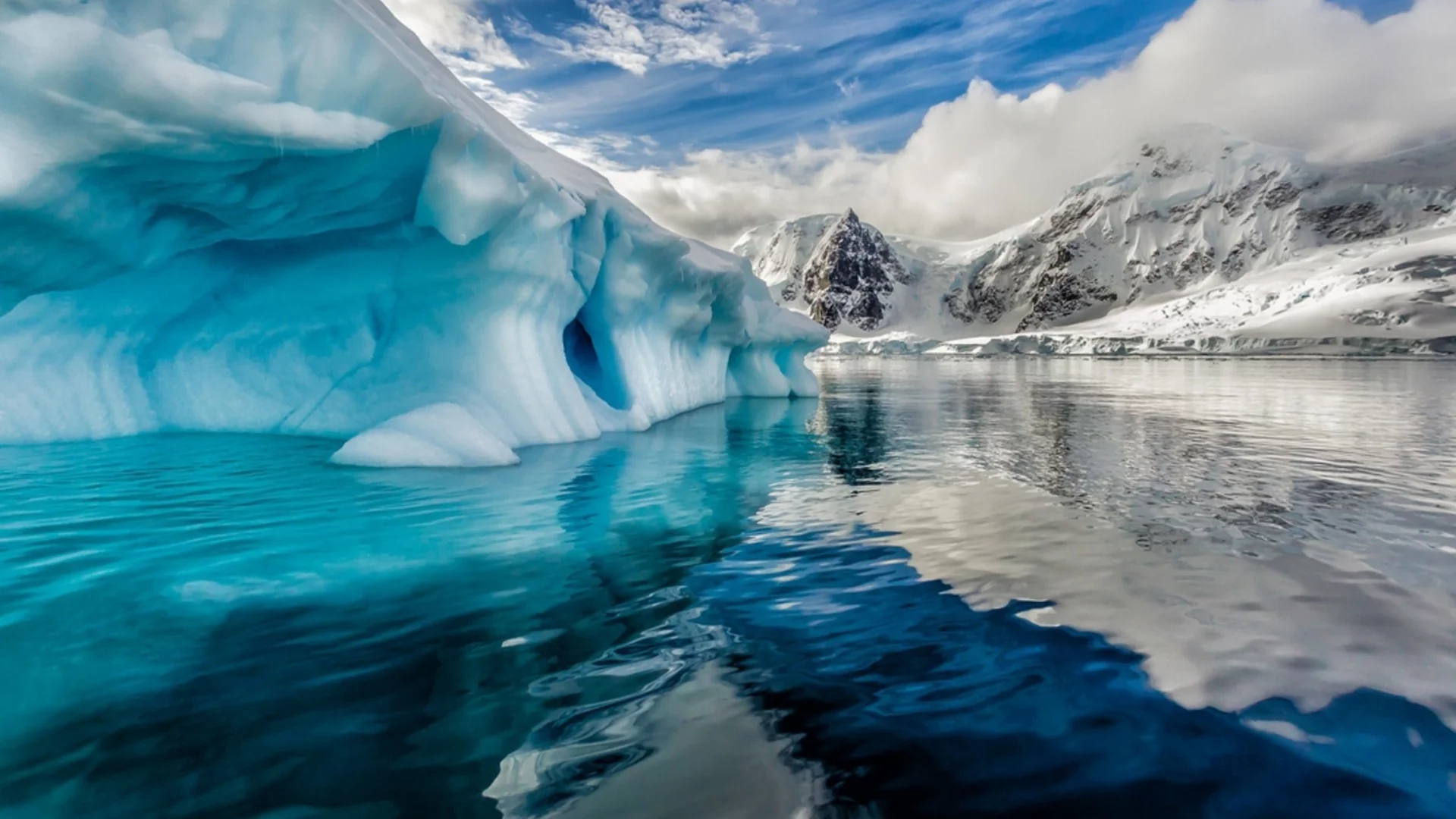 Учени заснеха необичайна гледка в Антарктическия океан - животно, което не би трябвало да е там