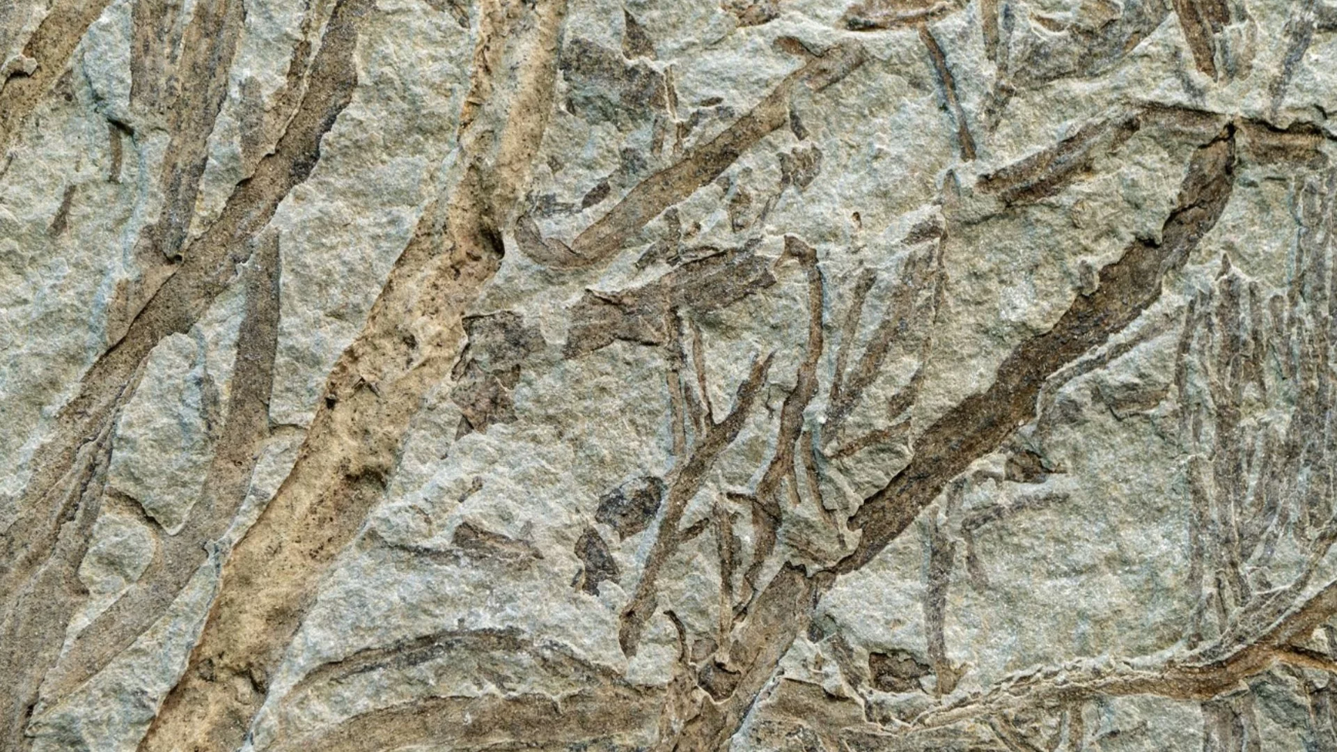 7-метров фосил на 400 милиона години разкри неизвестна форма на живот