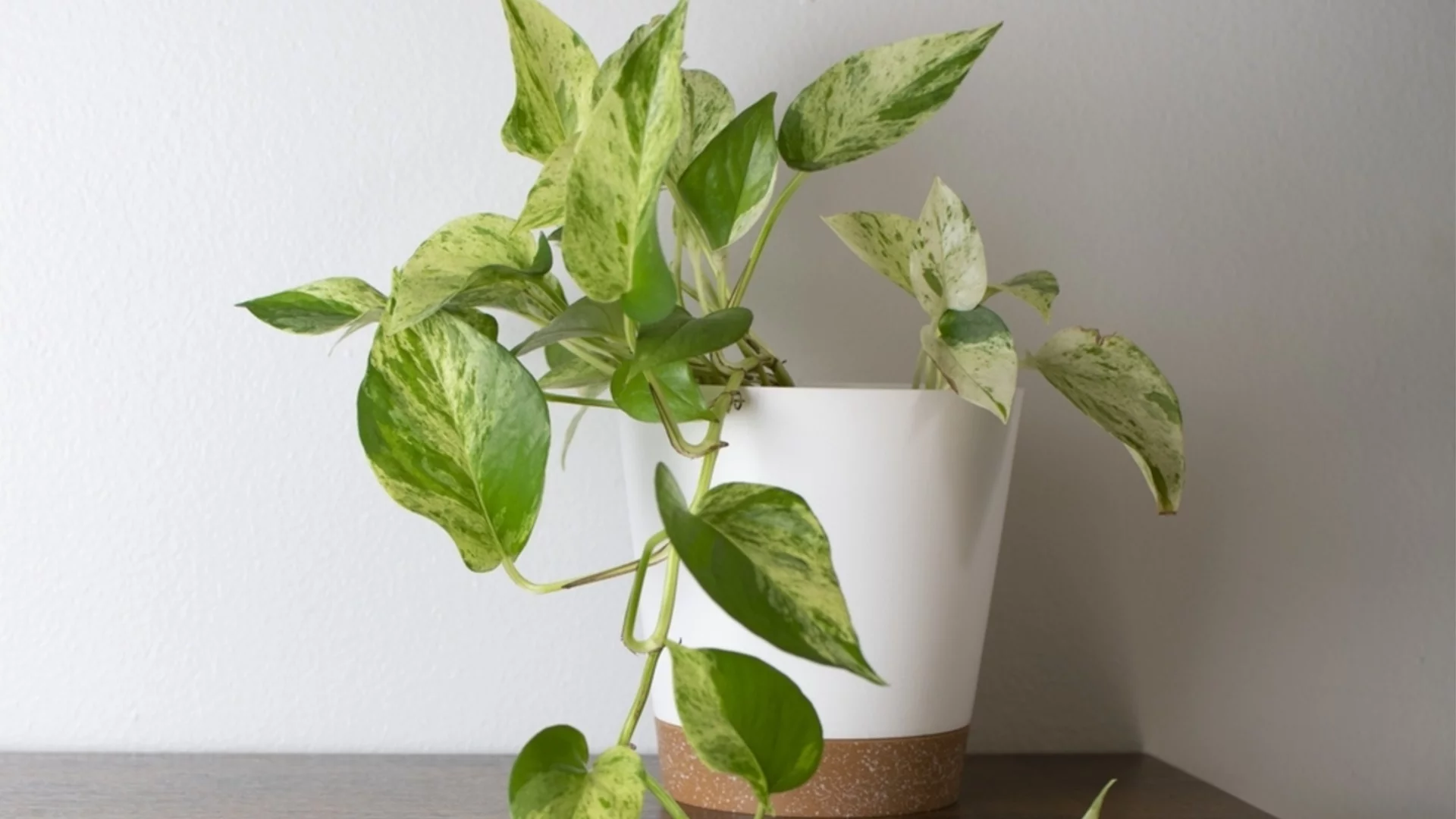 Как да наторите потос с утайка от кафе за красиви листа и буен растеж