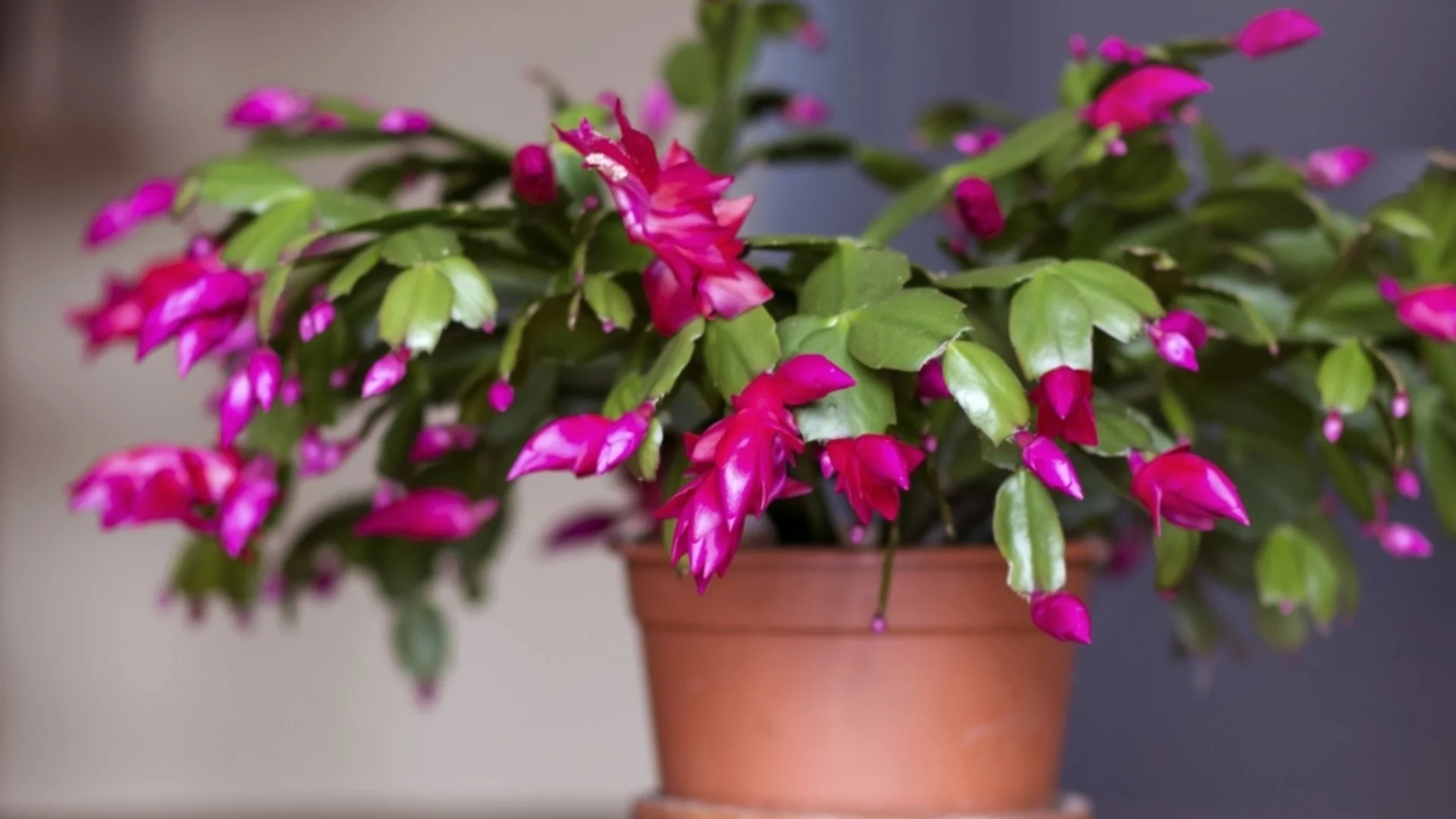 Направете това с коледния кактус през февруари, за да цъфти следващата зима