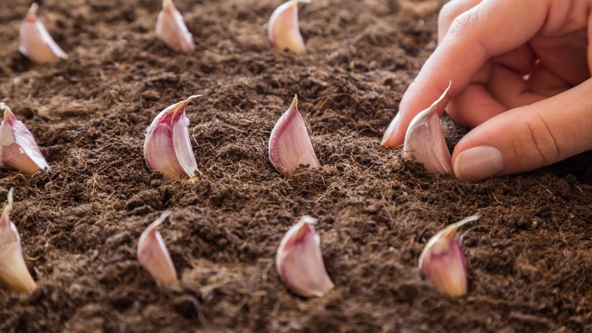 Как да засадите чесън – стъпка по стъпка