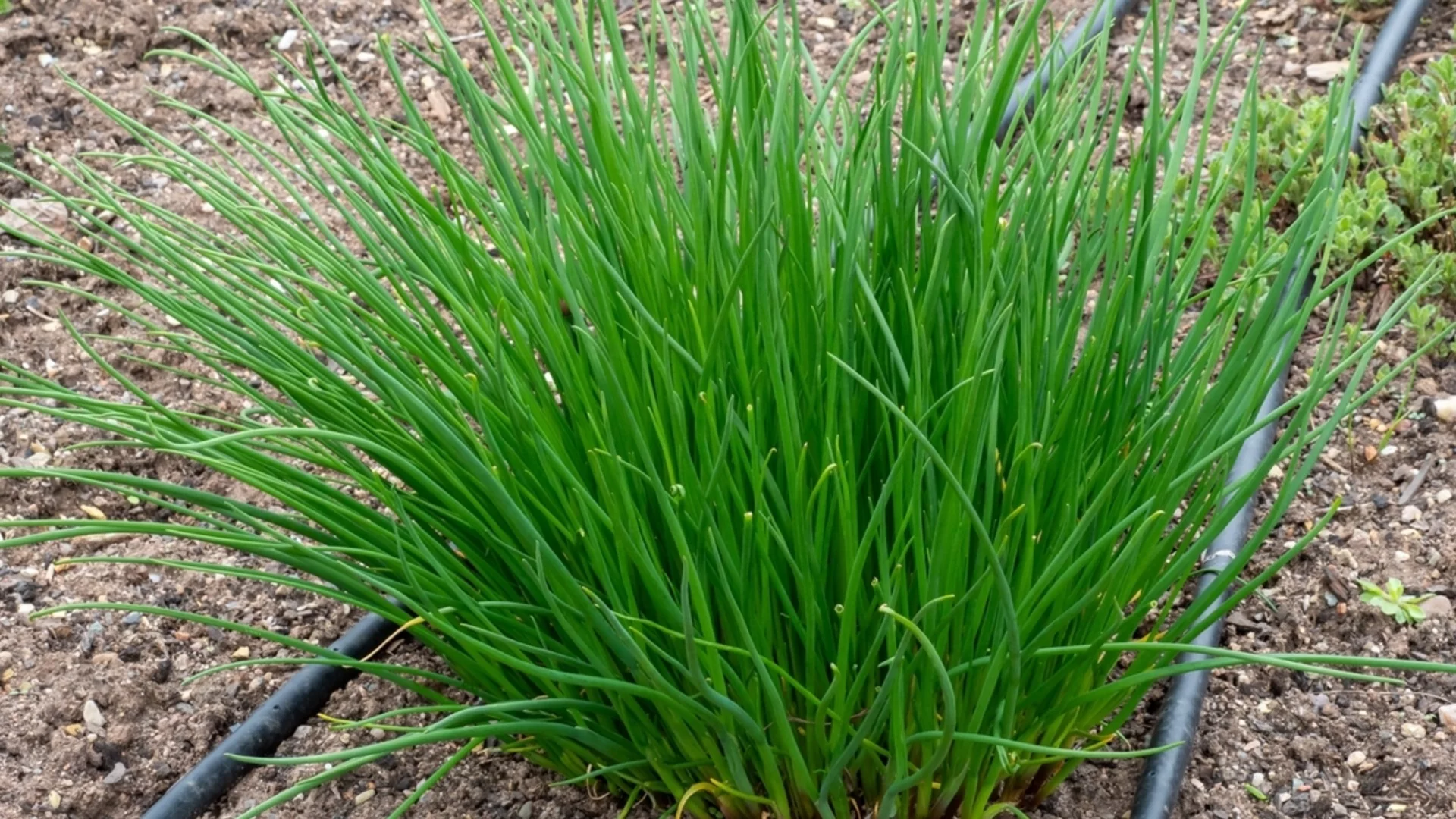 Не пропускайте този февруарски трик за масивни летни луковици на чесъна