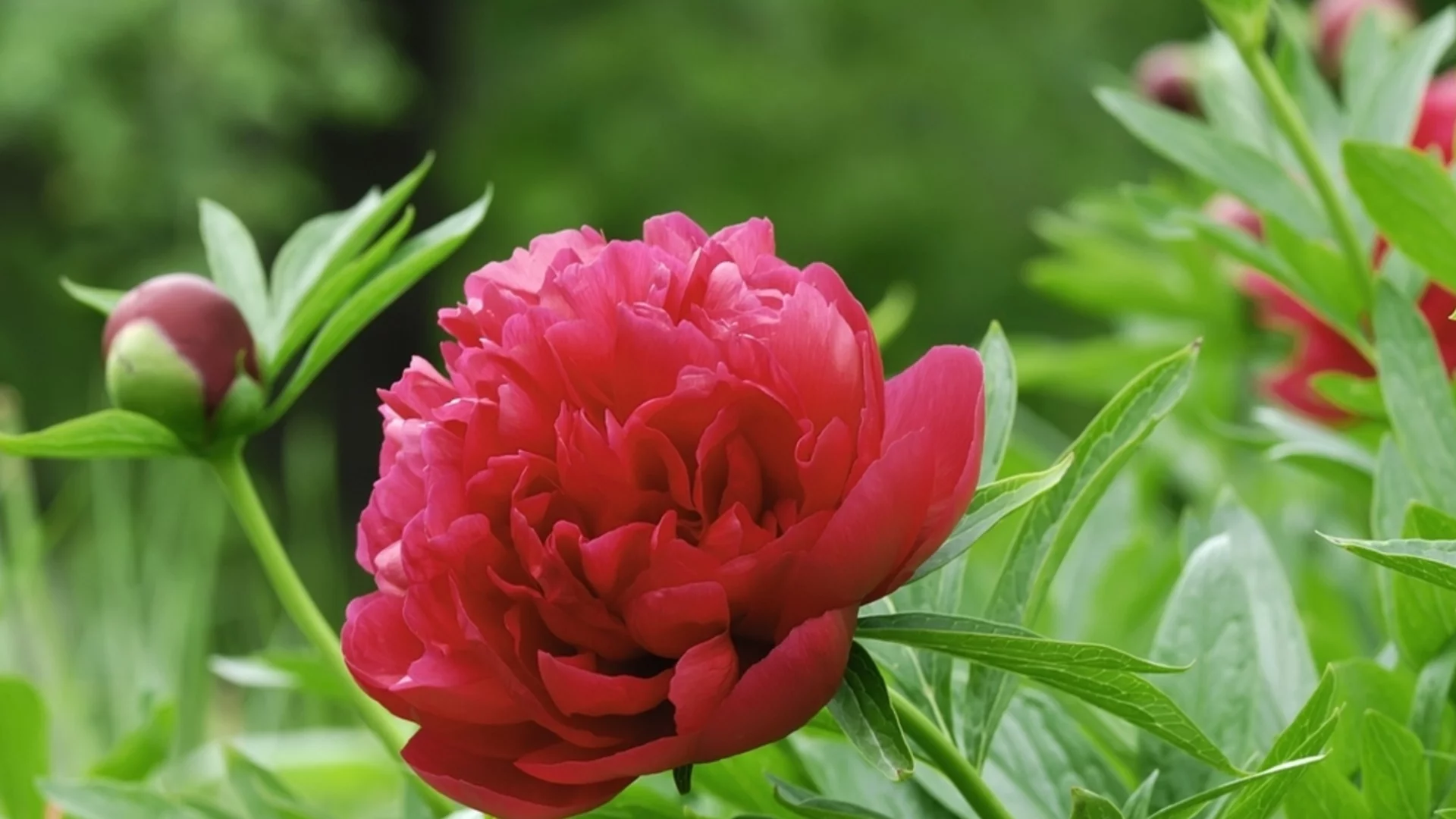 Открийте Божура, който съответства на месеца ви на раждане и неговото дълбоко символично значение