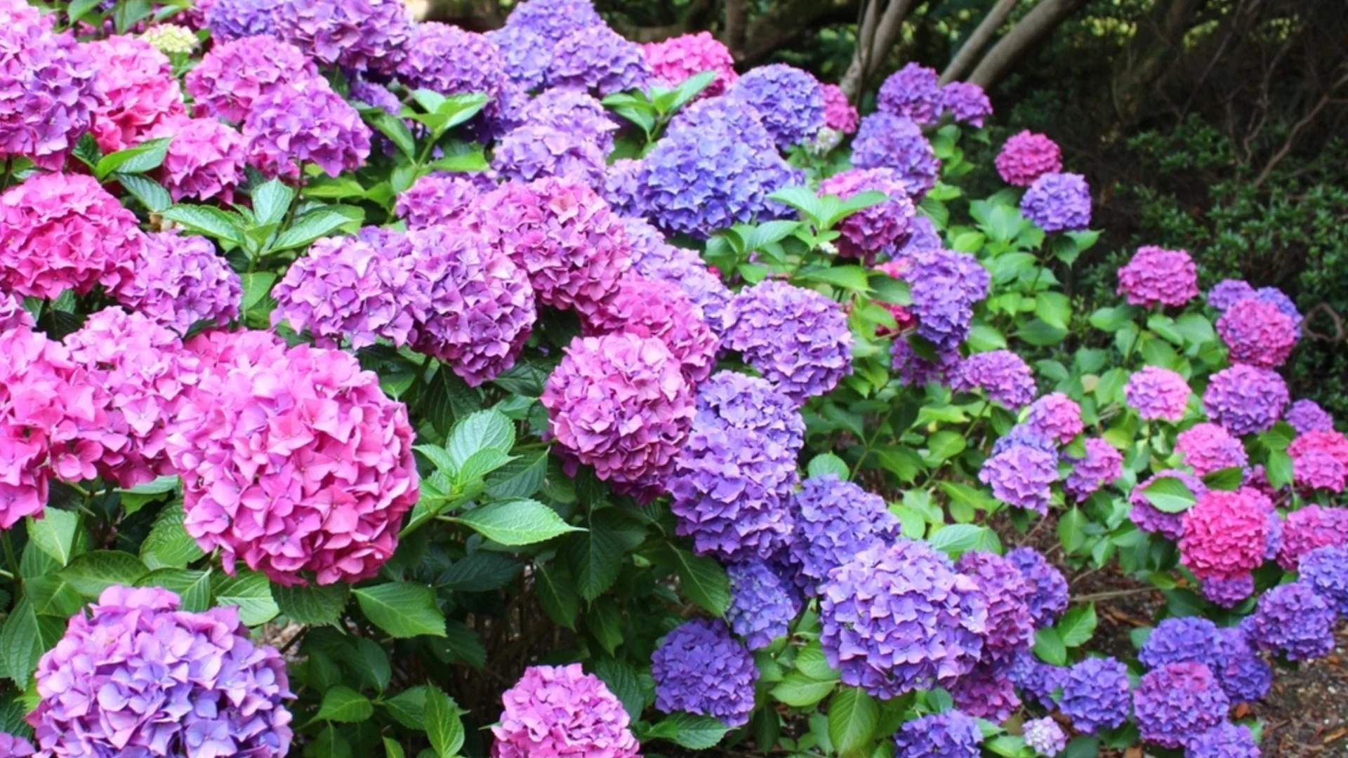Само през февруари: Какво трябва да добавите към почвата, за да промените цвета на хортензиите? 