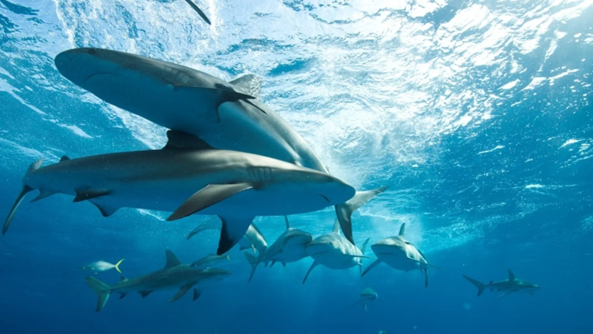 Къде акулите нападат най-много хора?