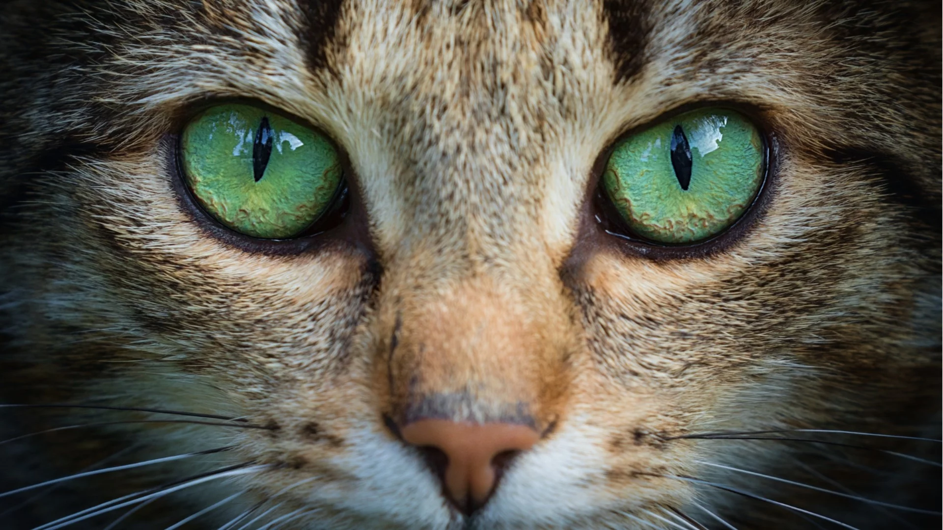 Котка омагьоса мрежата със смайващите си очи (ВИДЕО)