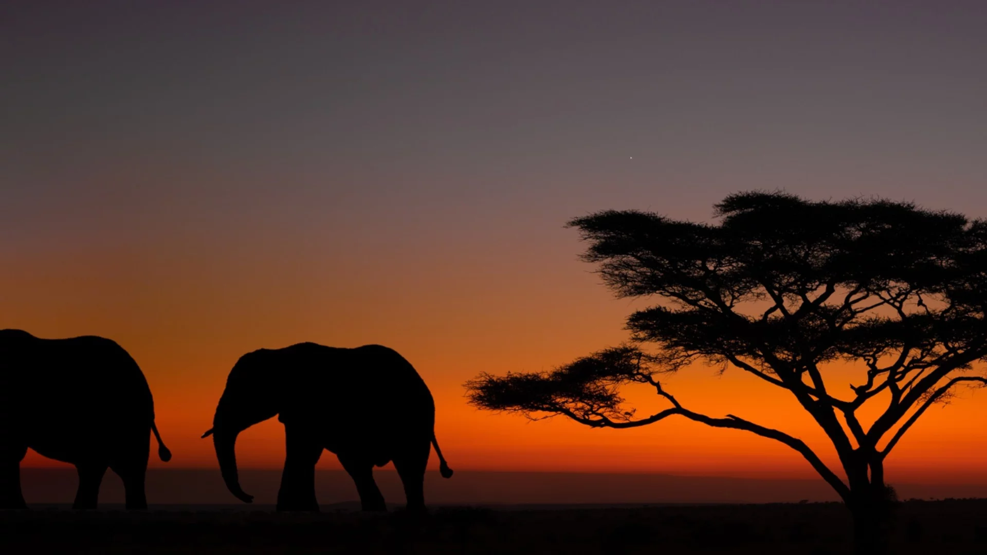 Учени разкриха защо в Африка има толкова много големи животни