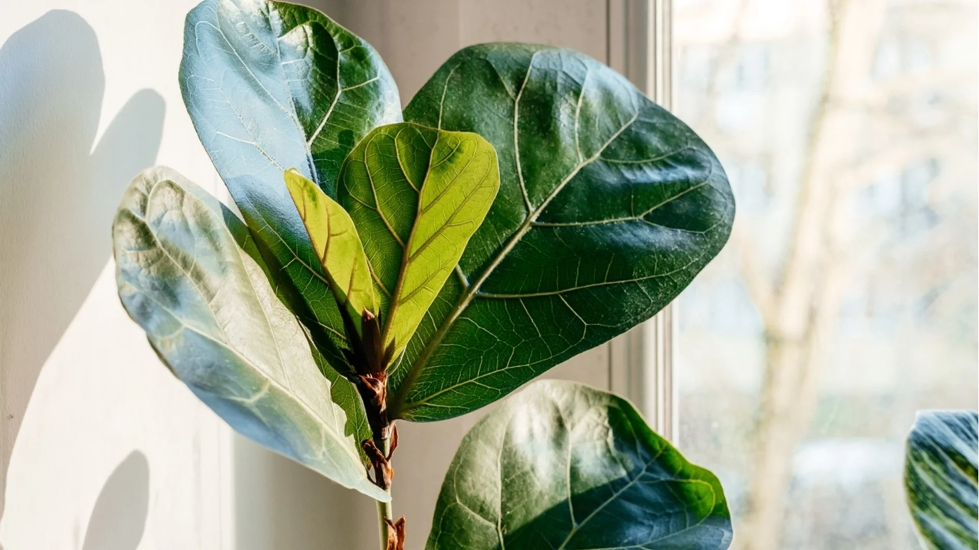 Листата на вашата смокиня падат - причини и лечение