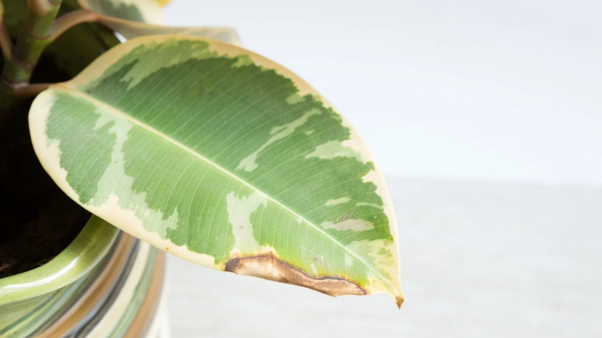 Кафяви петна по листата на смокинята - причини и лечение