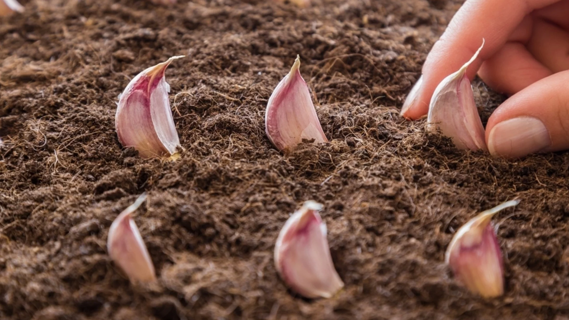 Това е най-доброто време от годината за торене на чесъна