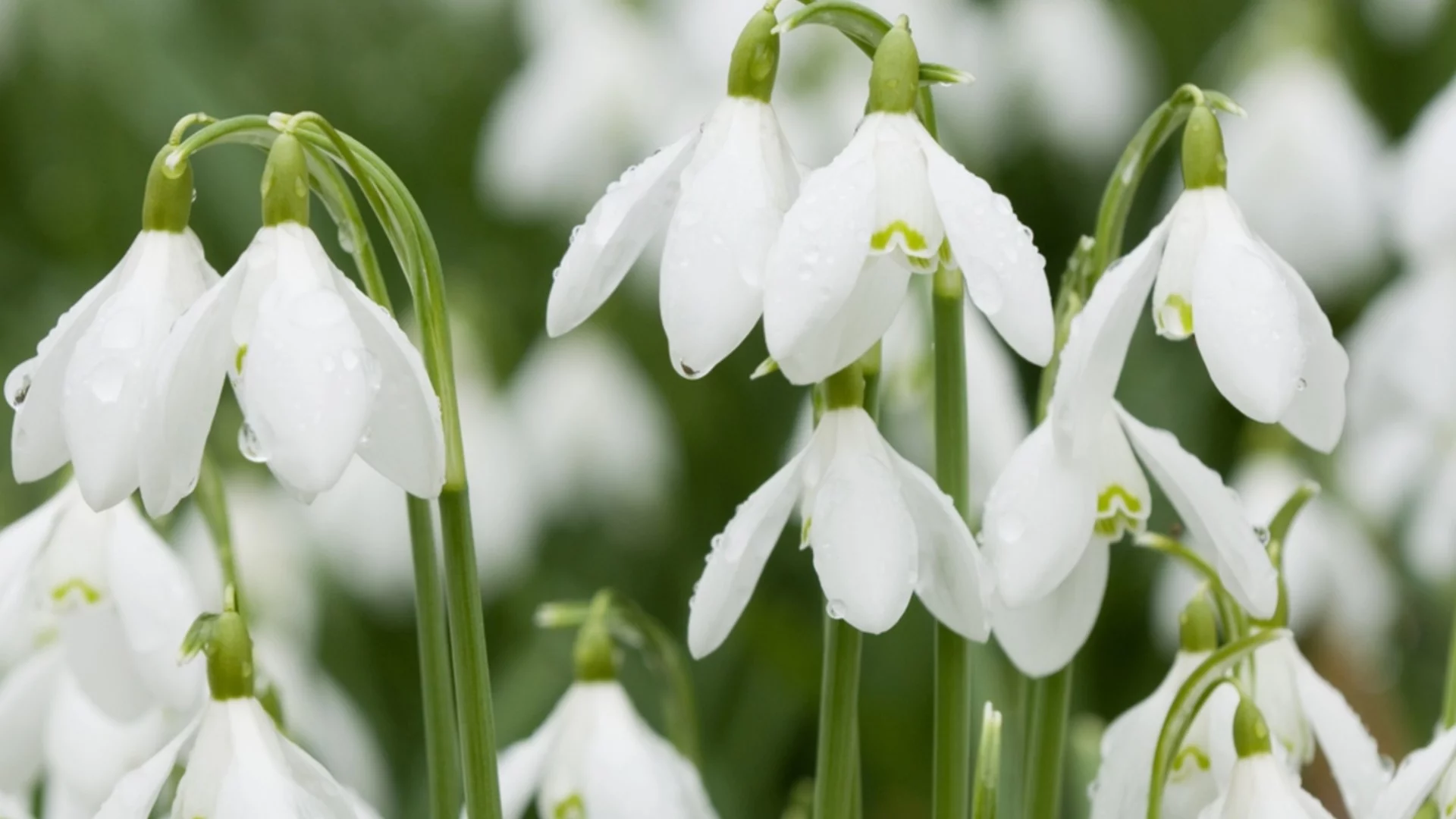 Предвестник на пролетта: Как да накарате кокичетата да цъфтят по-дълго и по-обилно