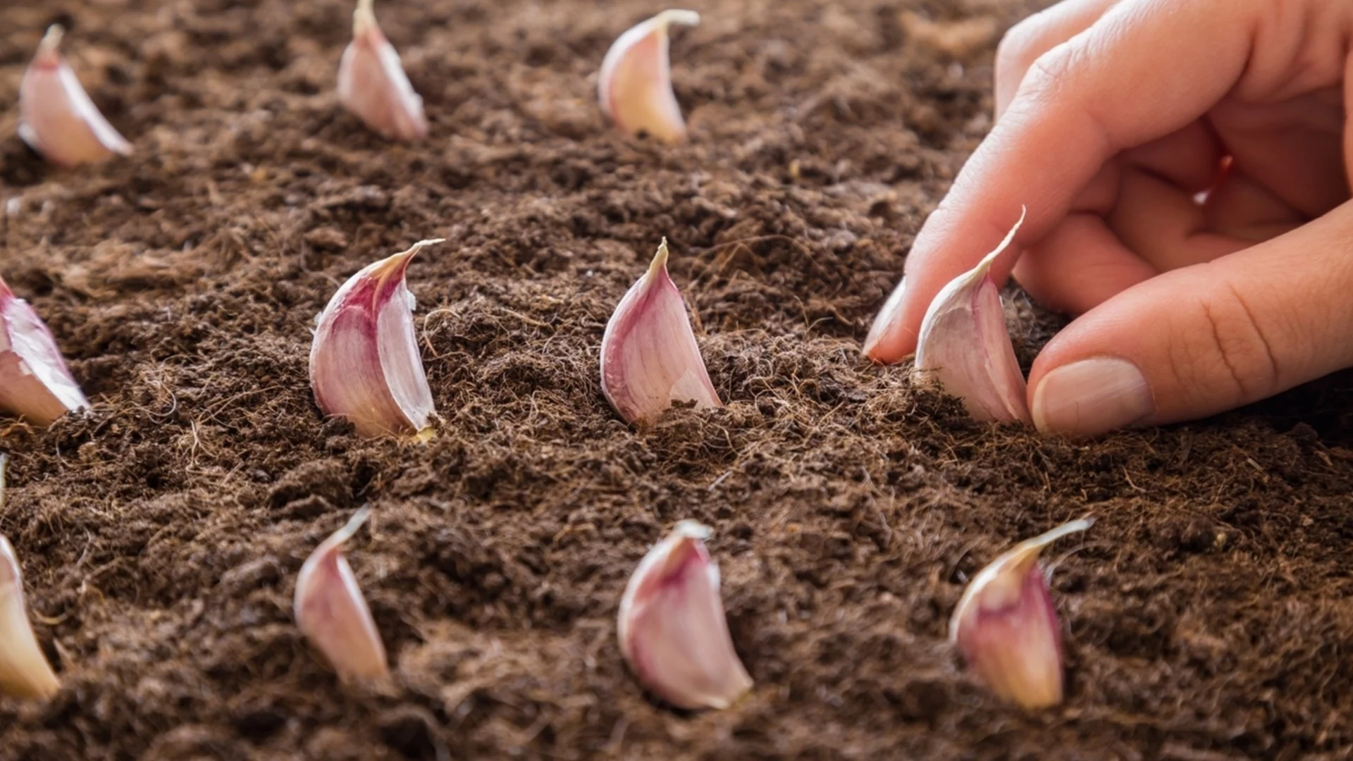 Това е най-добрата почва за чесъна